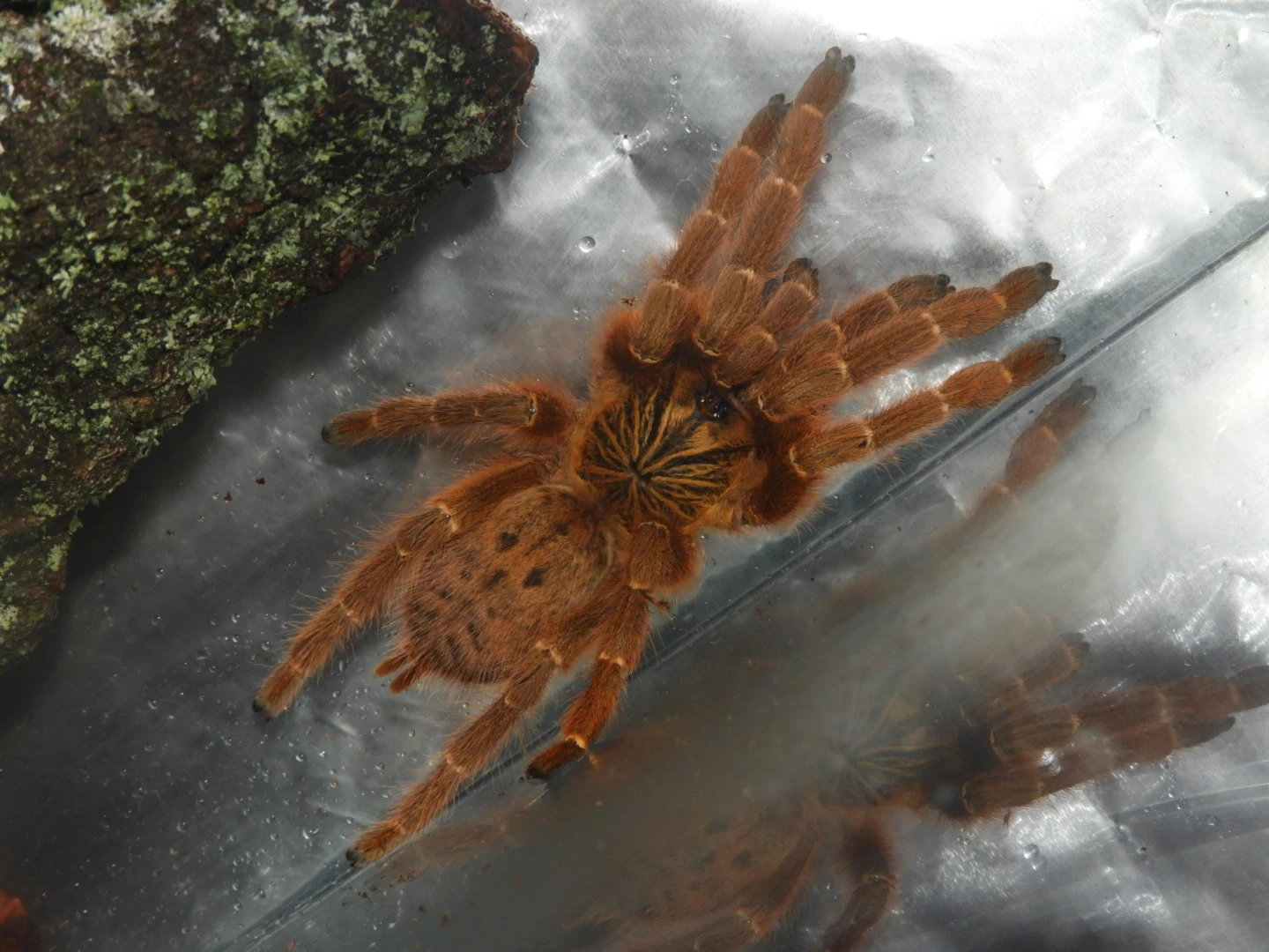 Pterinochilus murinus RCF