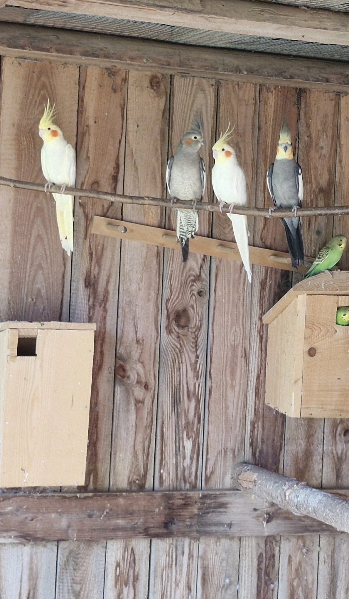 Korela - chovný pár