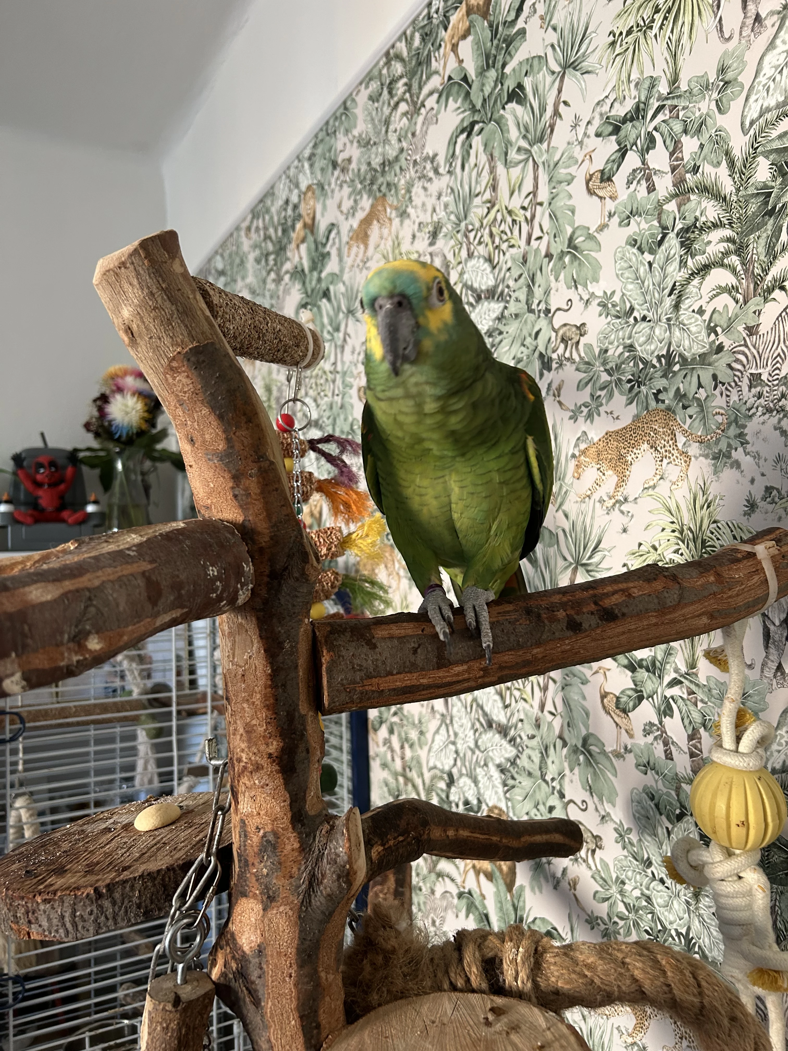 Prodám papouška s klecí a stromem