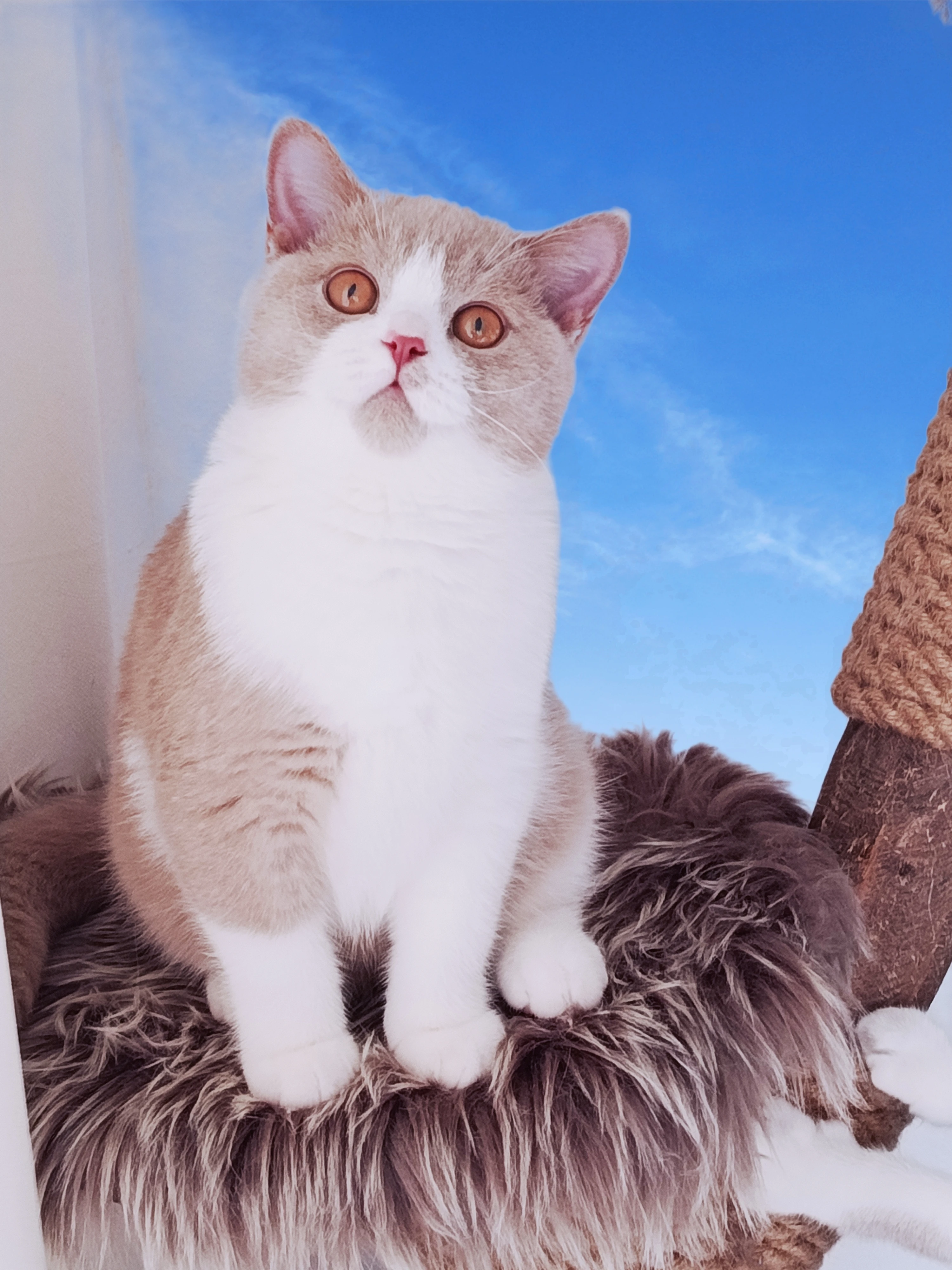 Britská koťata s PP