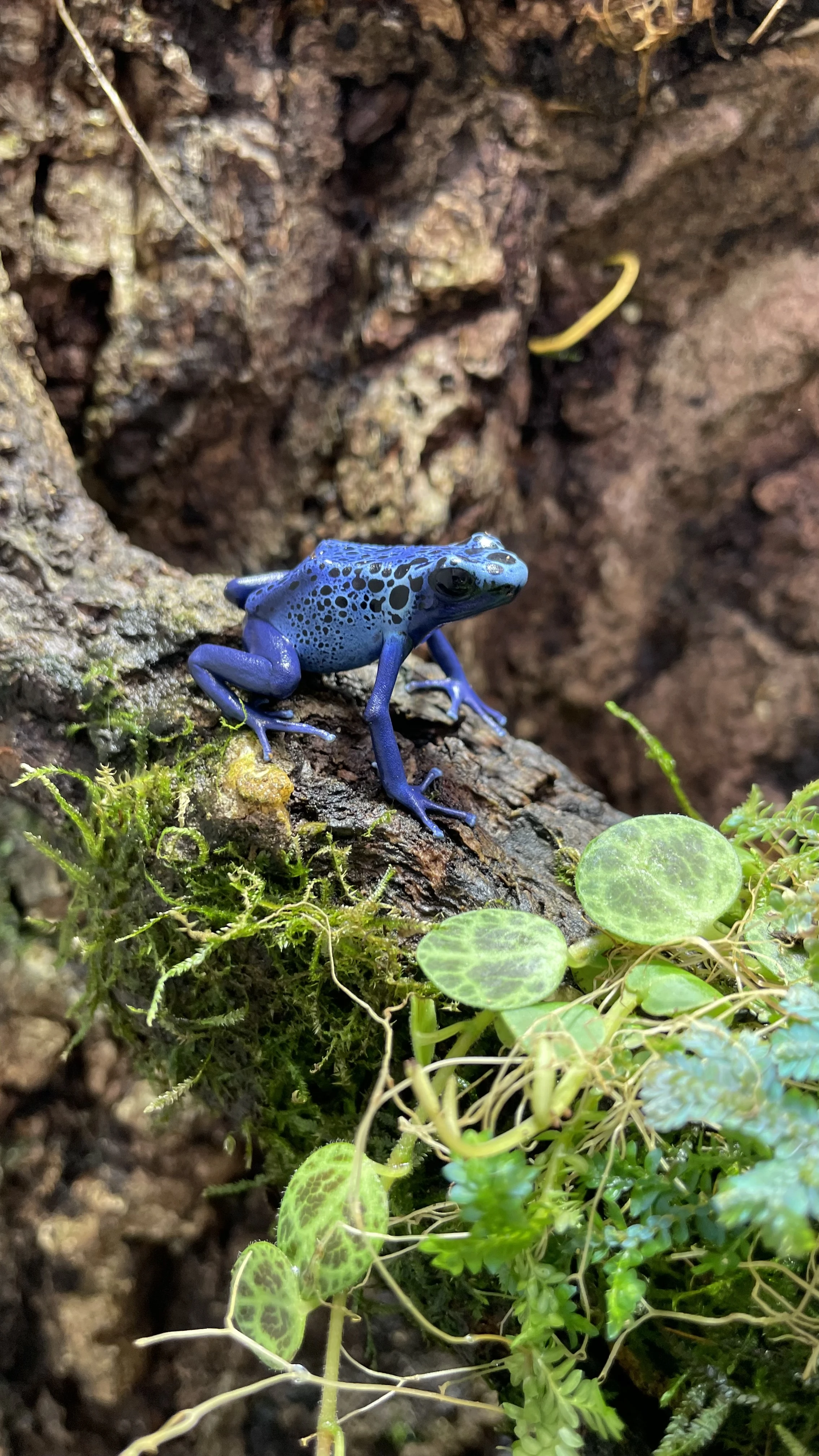 Prodám D.t. Azureus