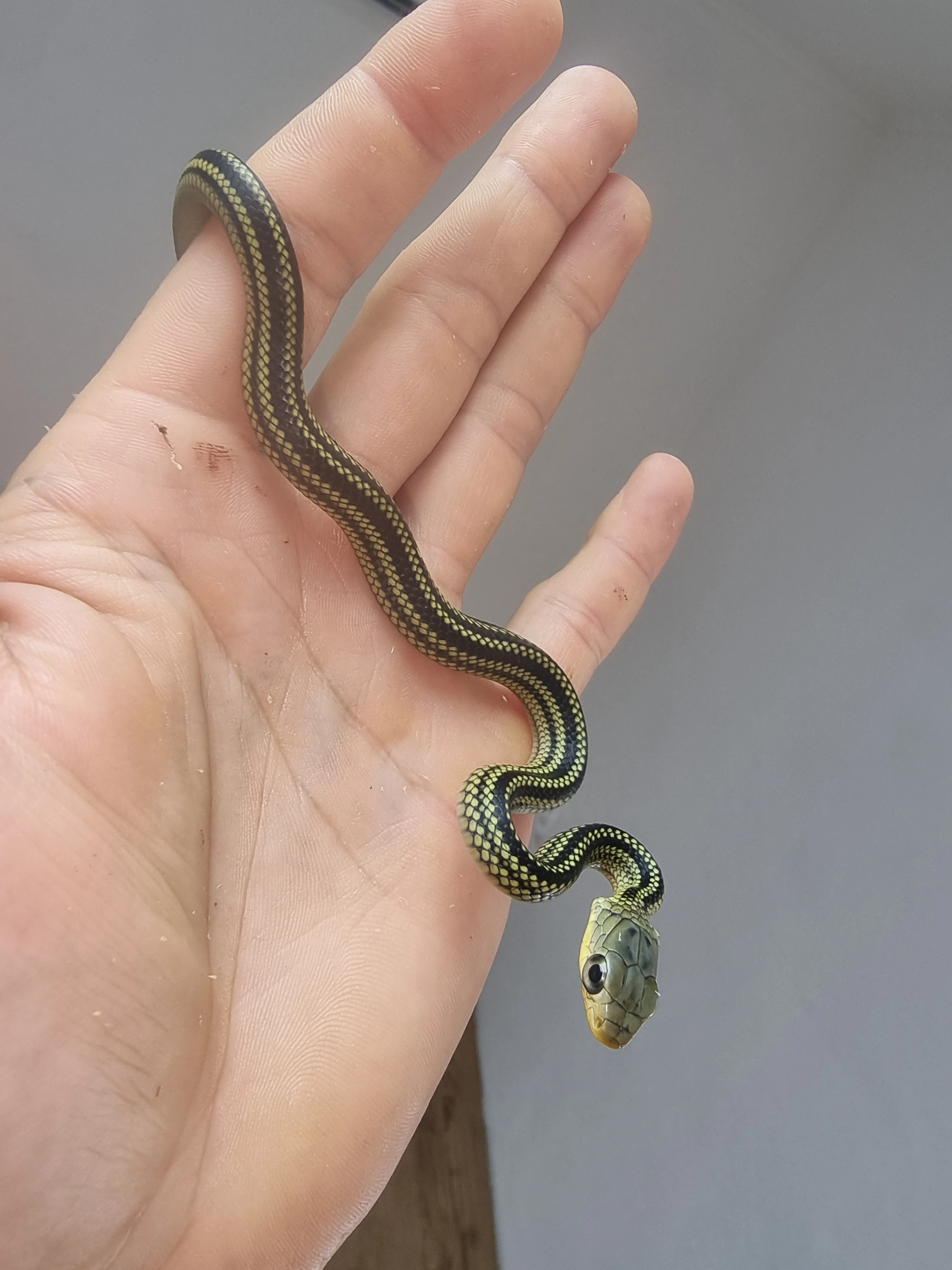 Ptyas, Macrophistodon, Lycodon, Elaphe