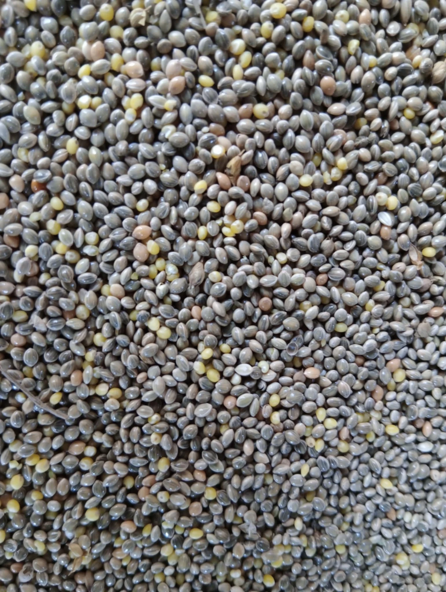 Proso, oves, lesknice, žito, pšenice