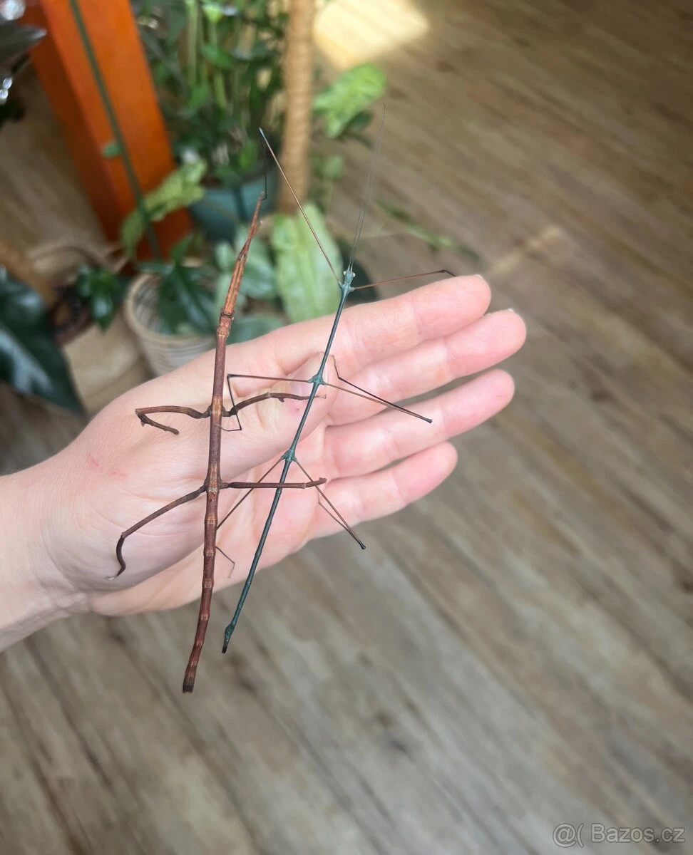 Pakobylky Ramulus nematodes