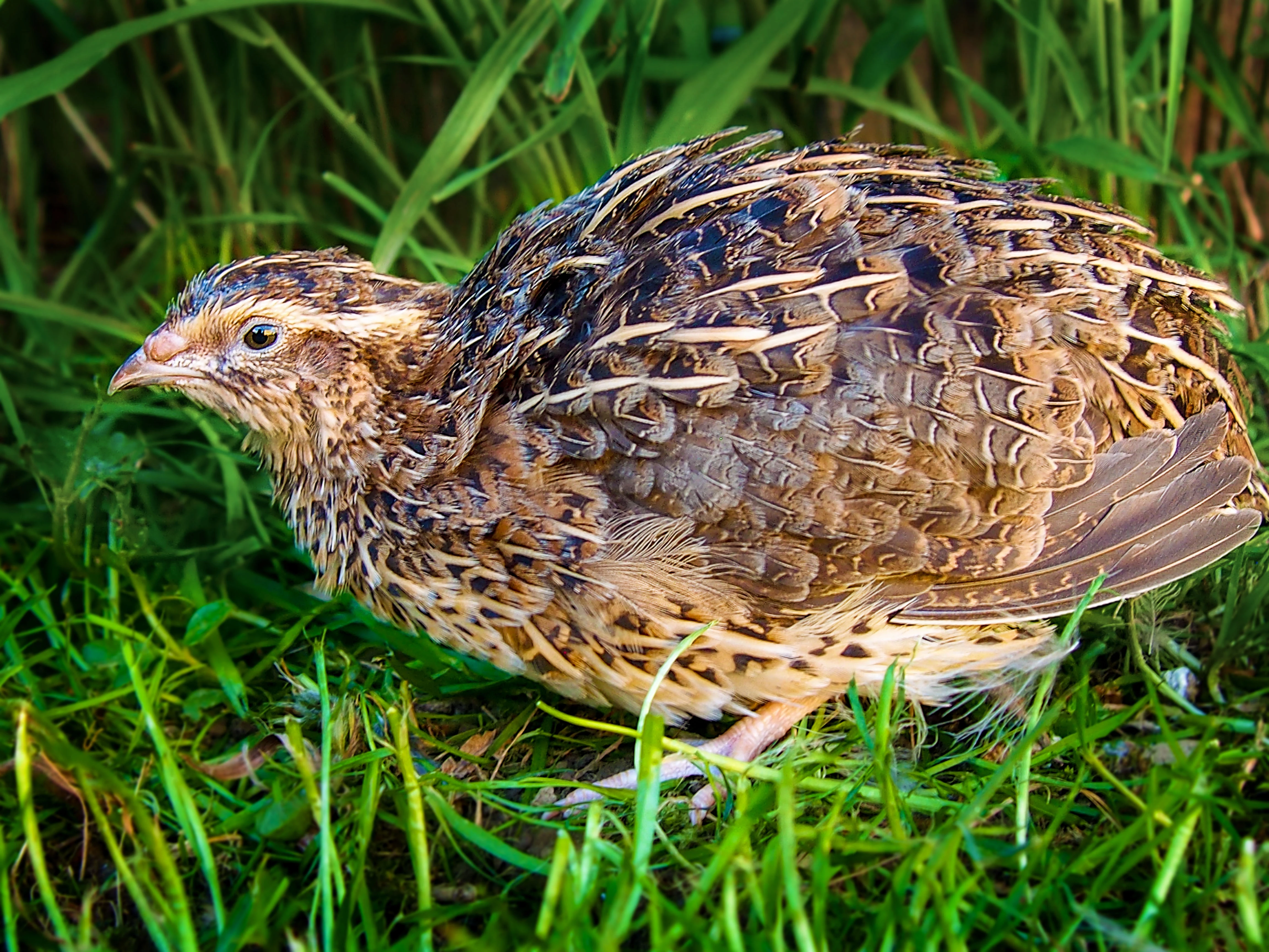Japonská Nosná Křepelka - Nejlepší nosnice - Násadová vejce