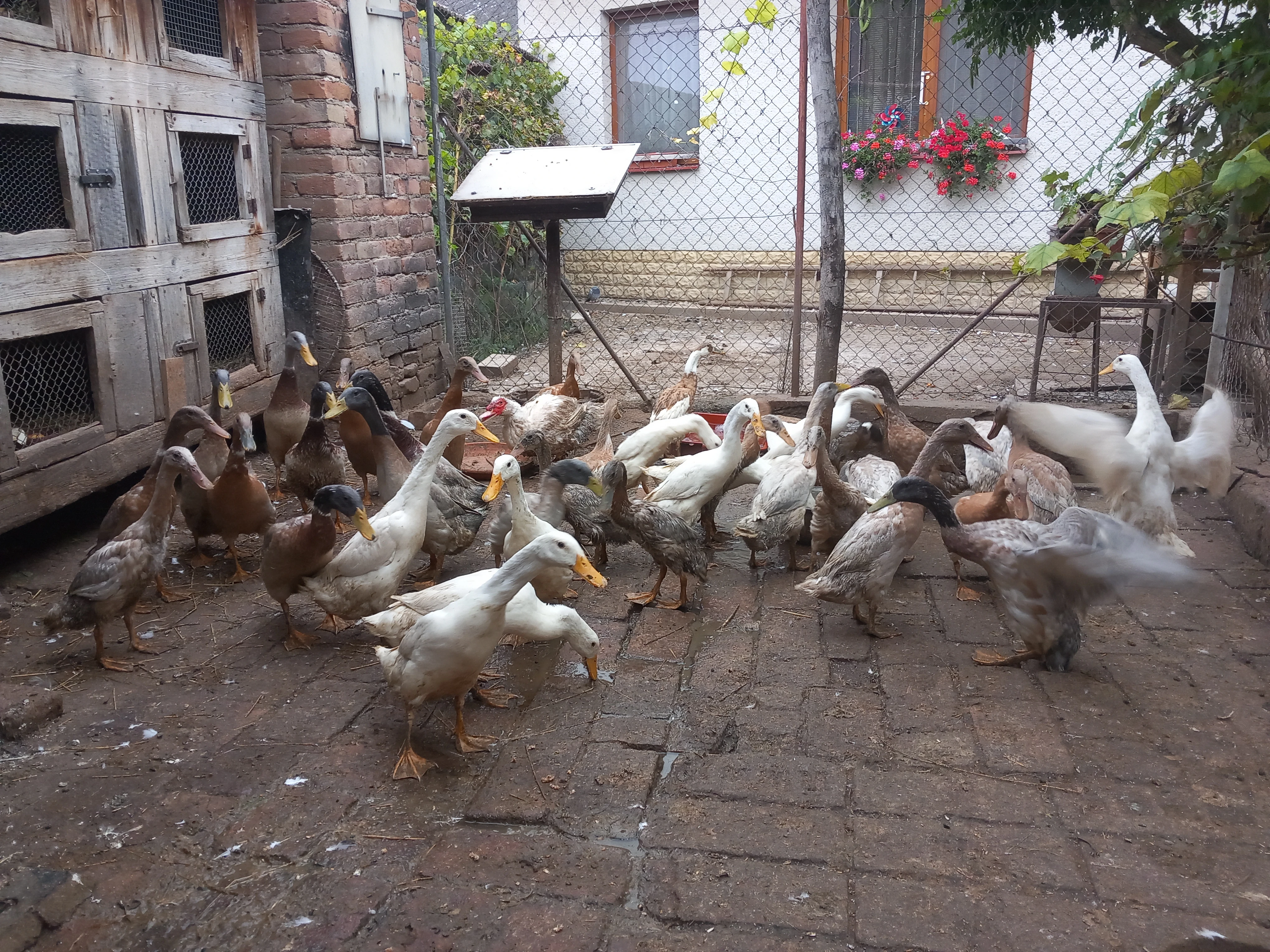 Indický běžec mix barev