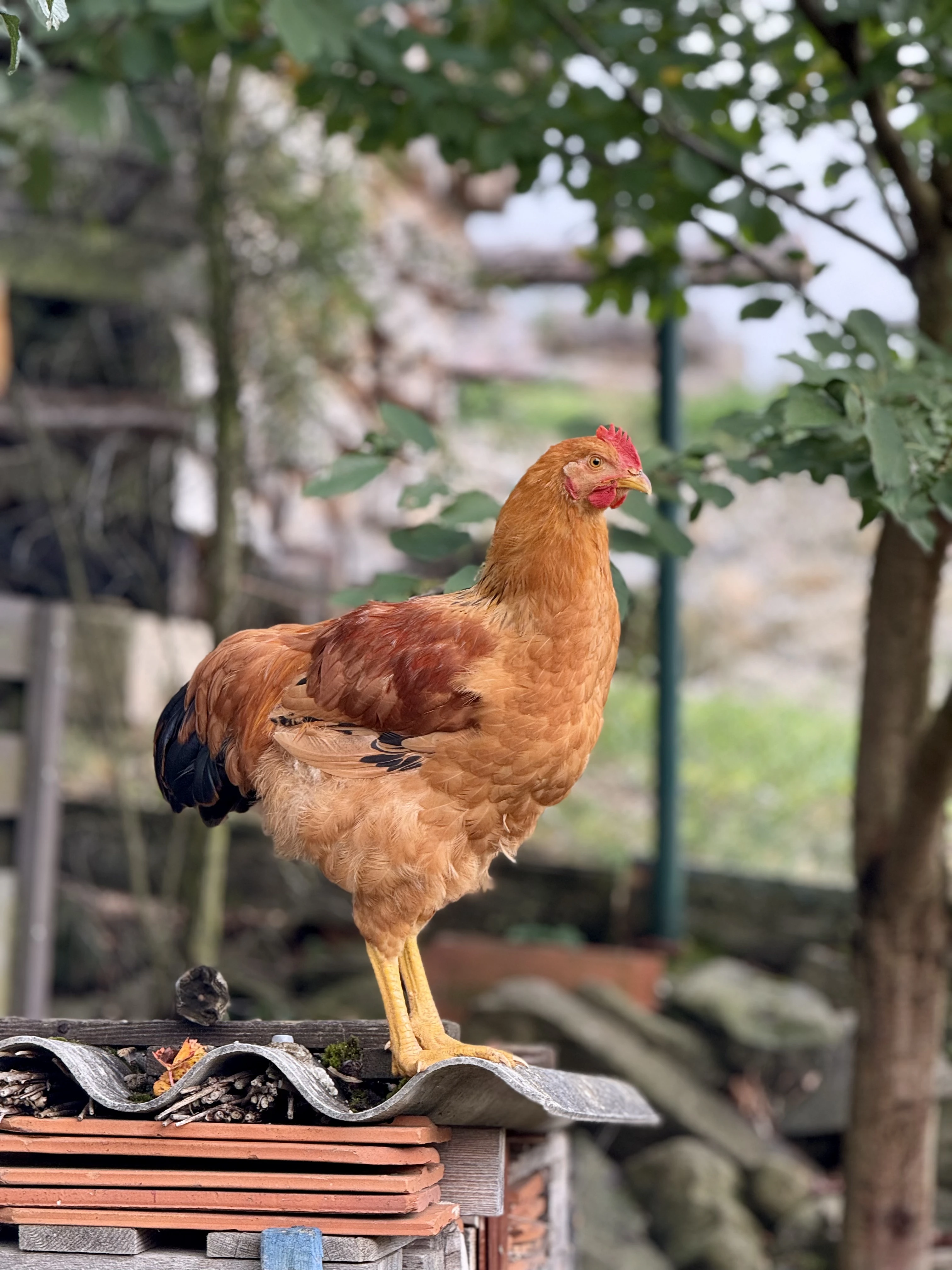 Prodám kohouty Hempšírky