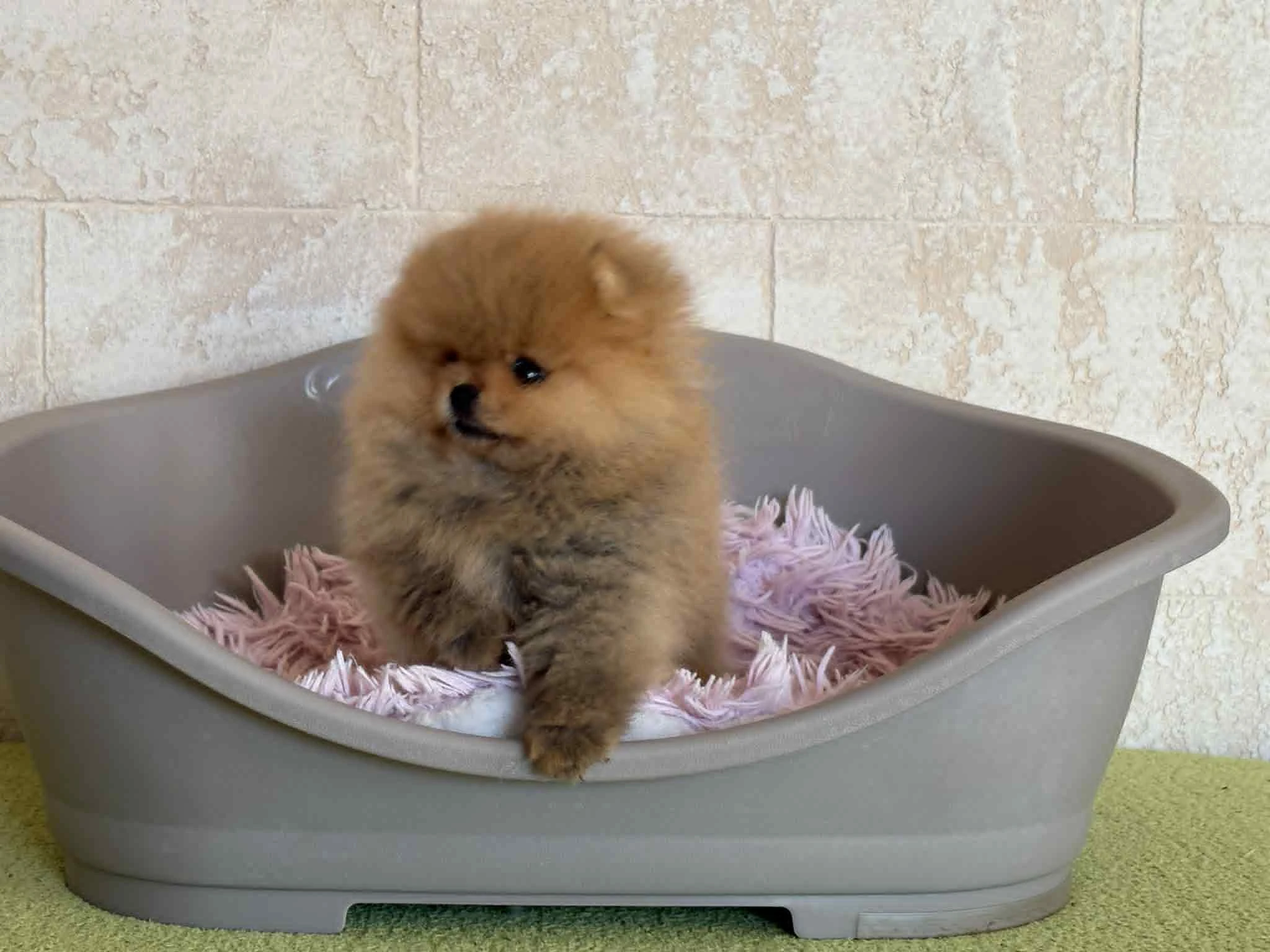 Pomeranian