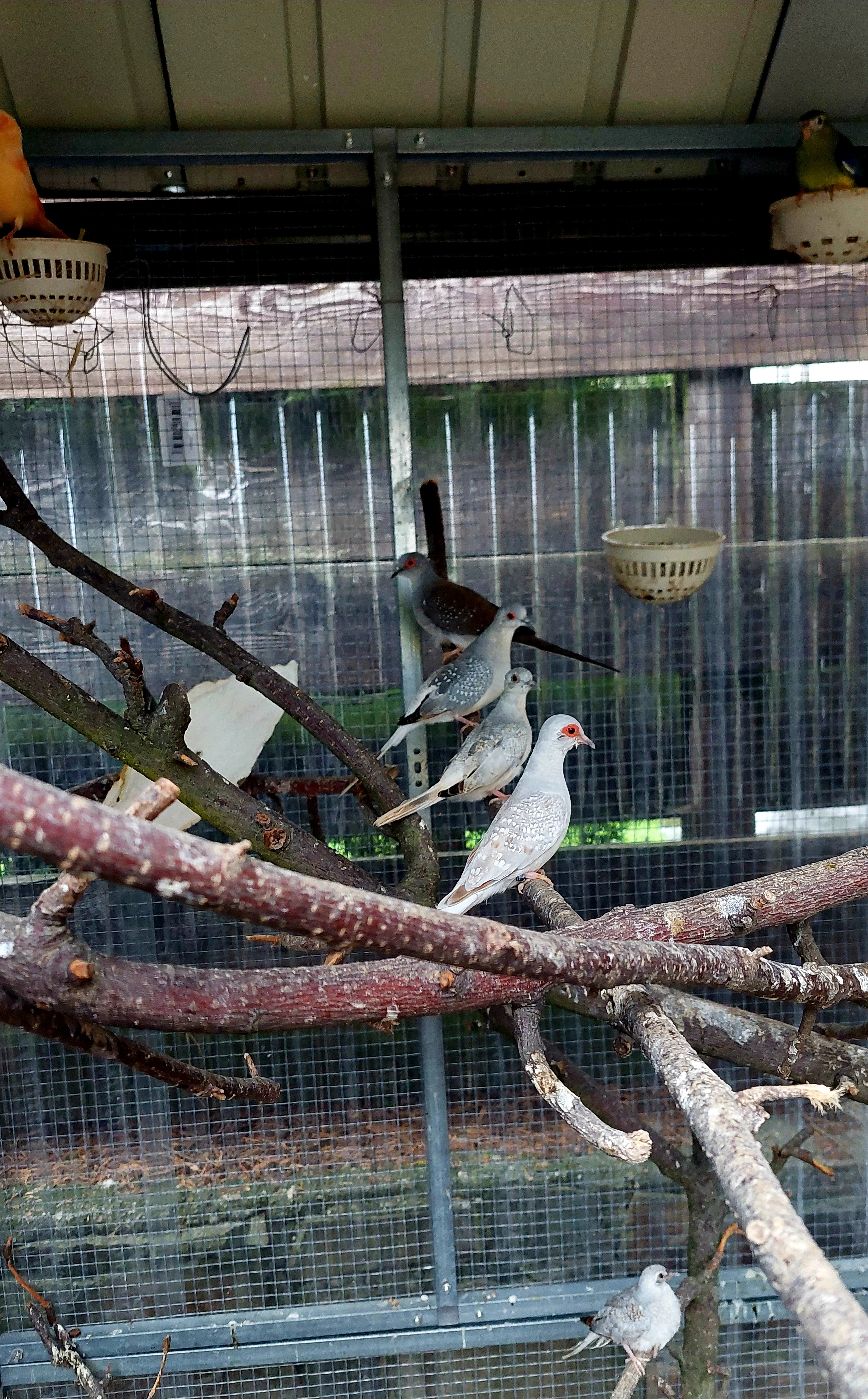 Prodám holoubky diamantové