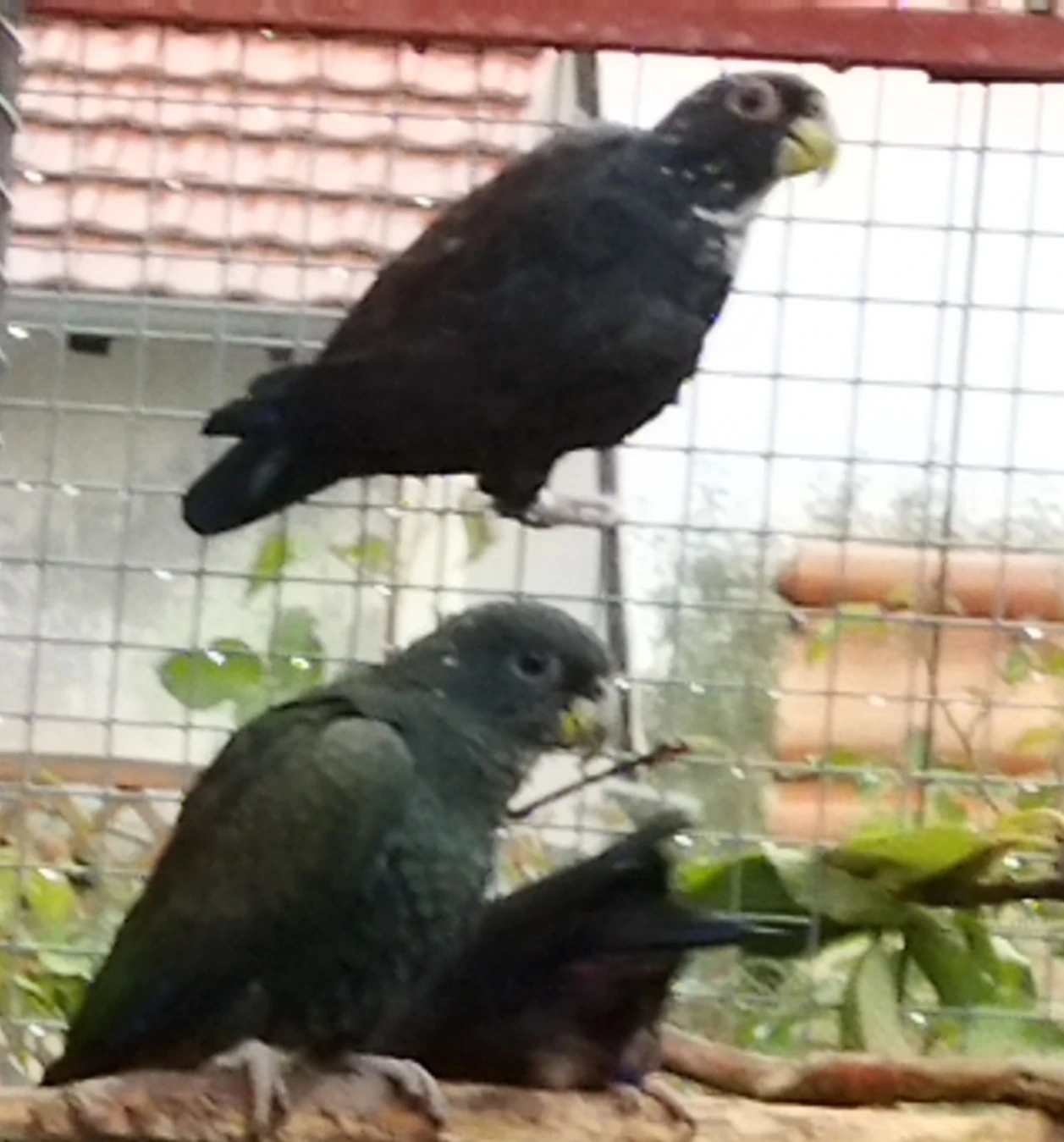 Amazonek bronzovokřídlý