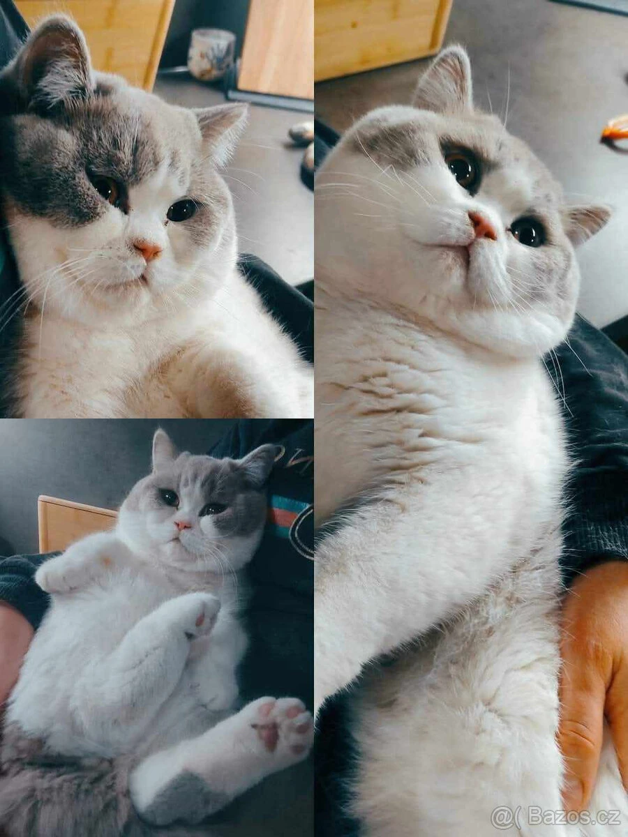 Krytí britsky kocour s PP