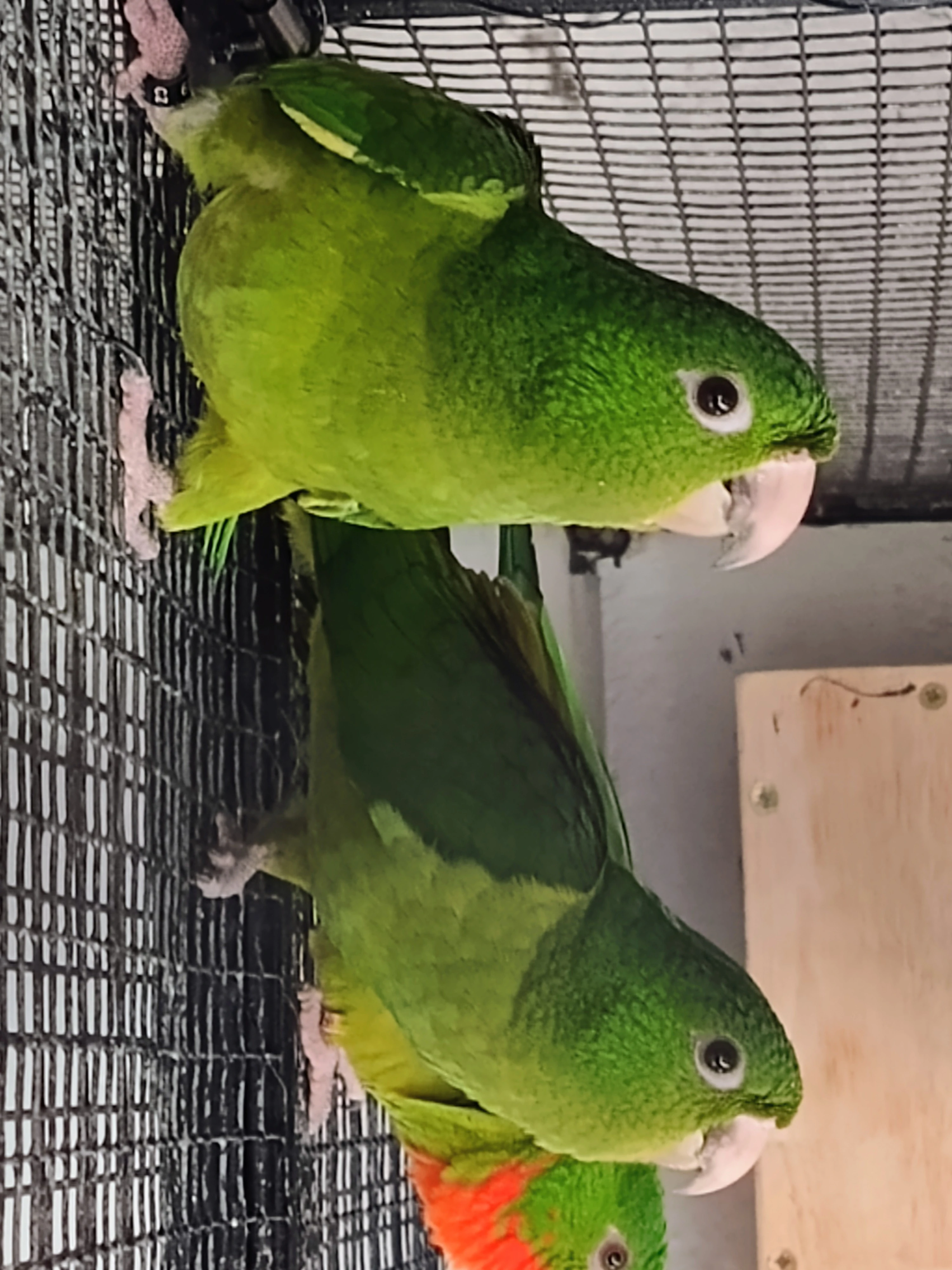 Aratinga červenohrdlý