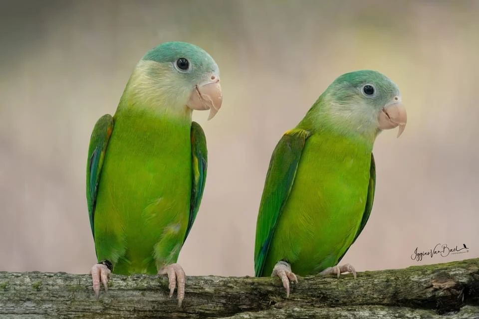 Tirika rudokřídlý