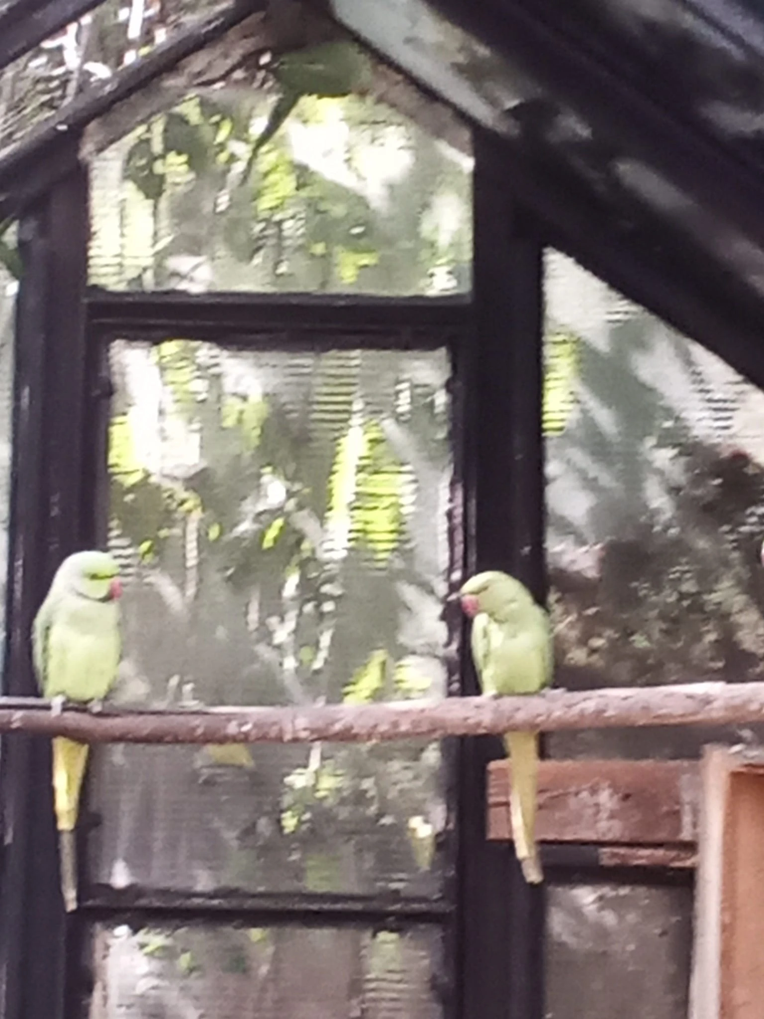 Alexandr Malý zelený