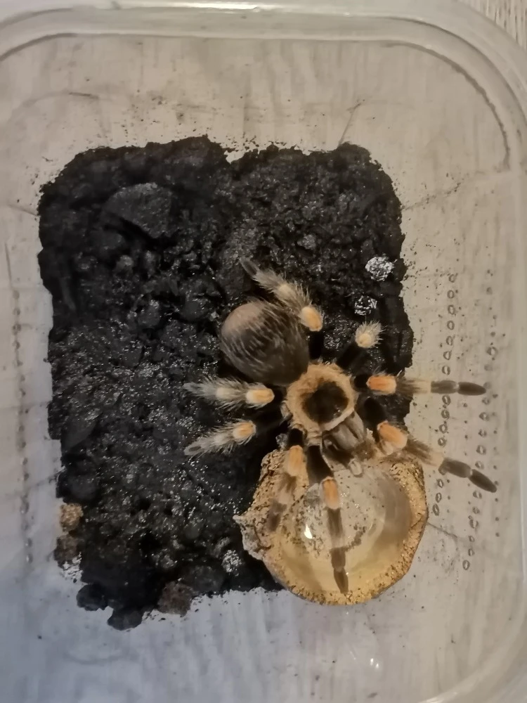 Prodám Brachypelma Hamorii - ruším chov