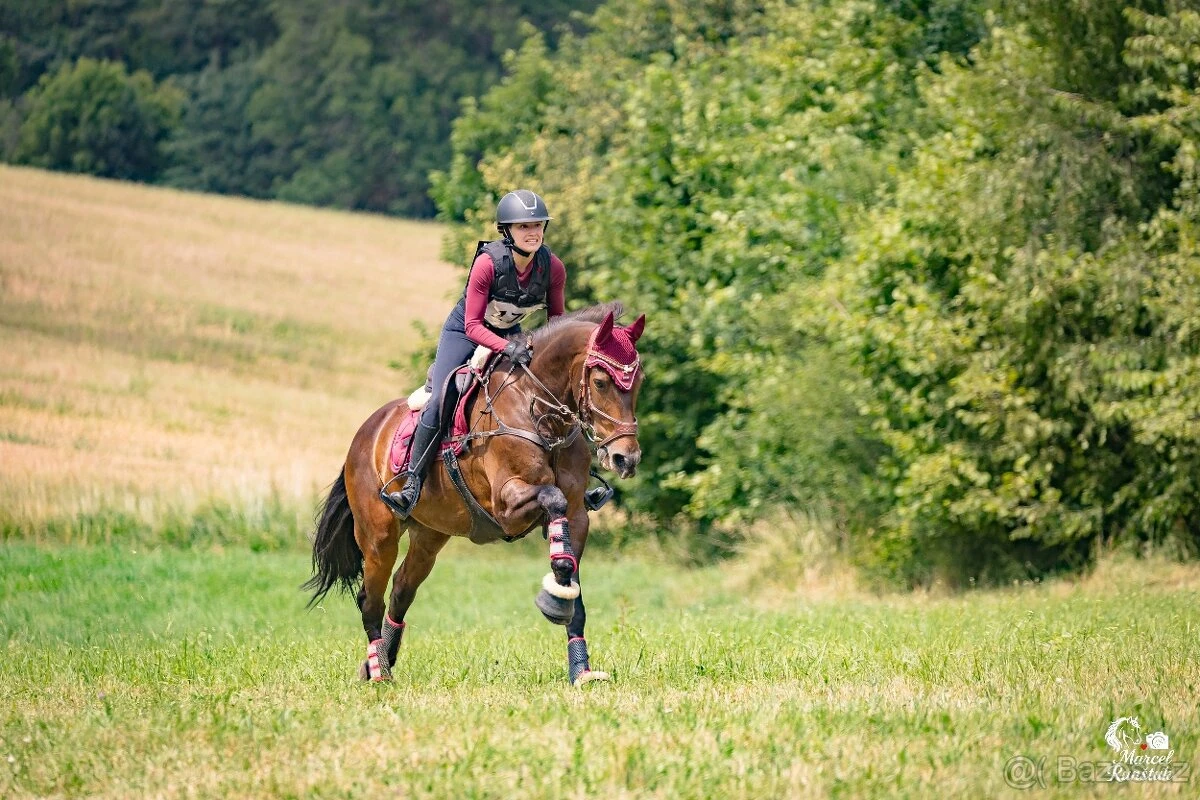 Prodám 15letého teplokrevného valacha, ideální pro sportovně založeného juniora