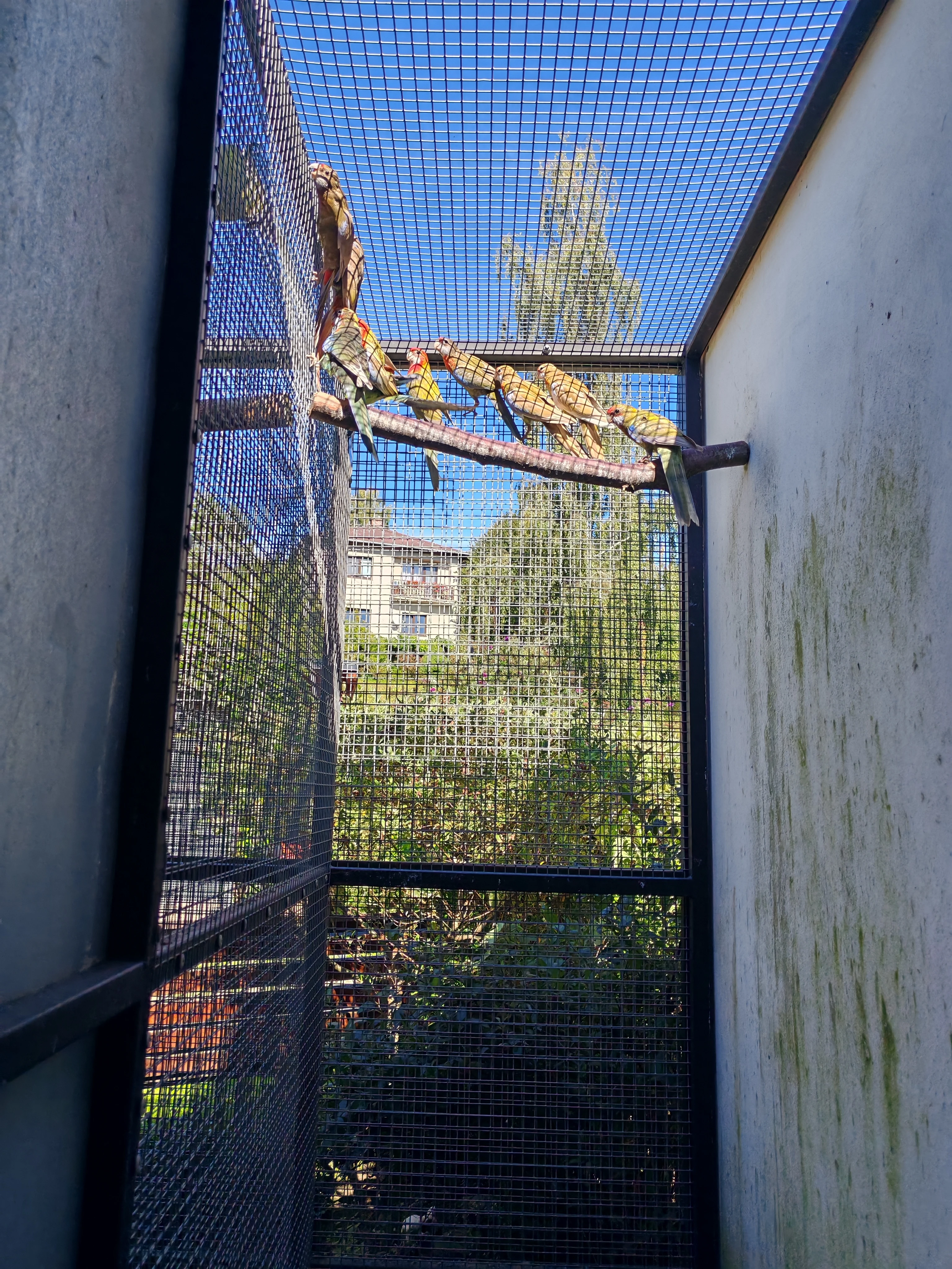 Rosela černá straka