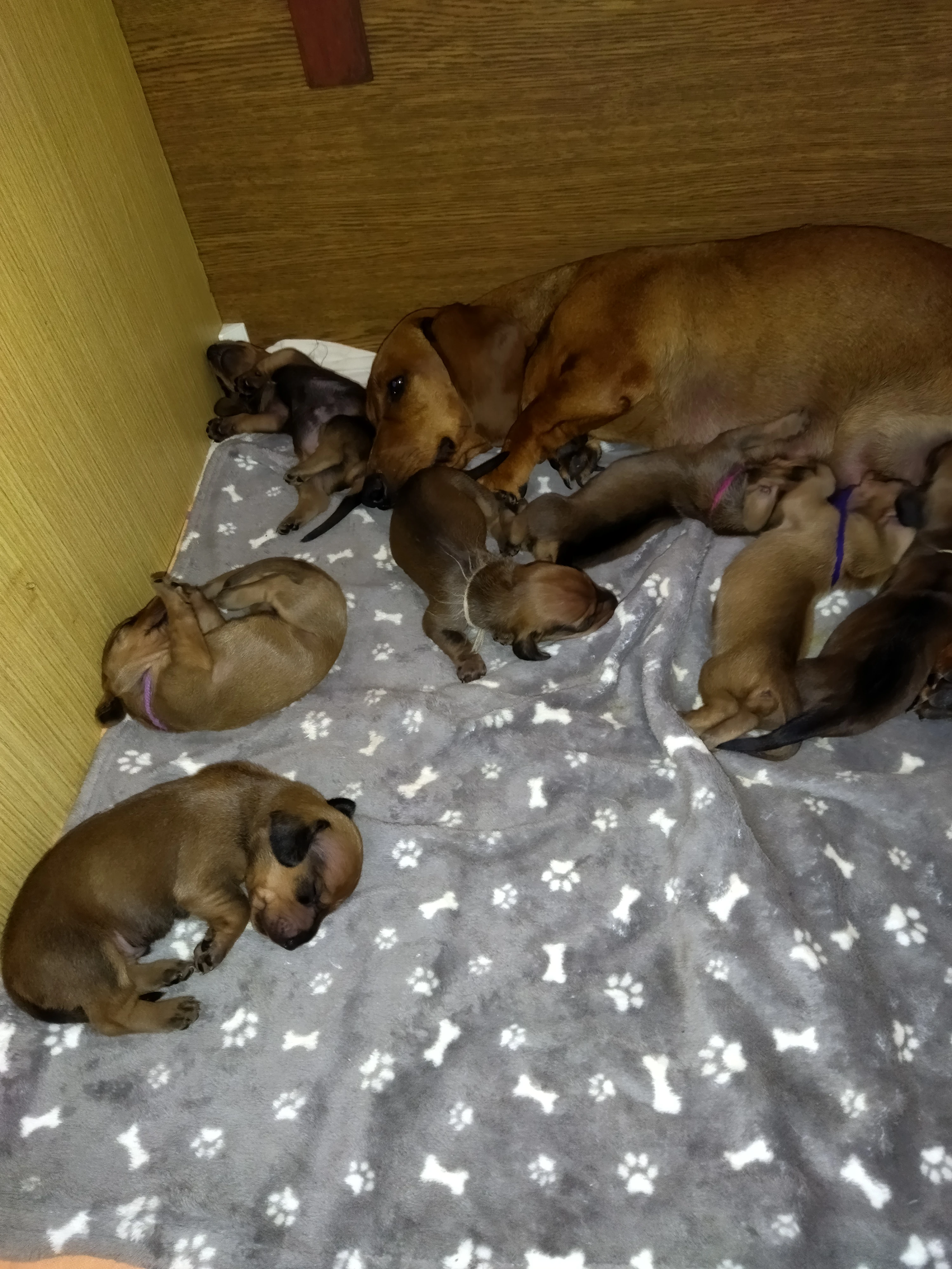 Jezevčík hladkosrstý standardní