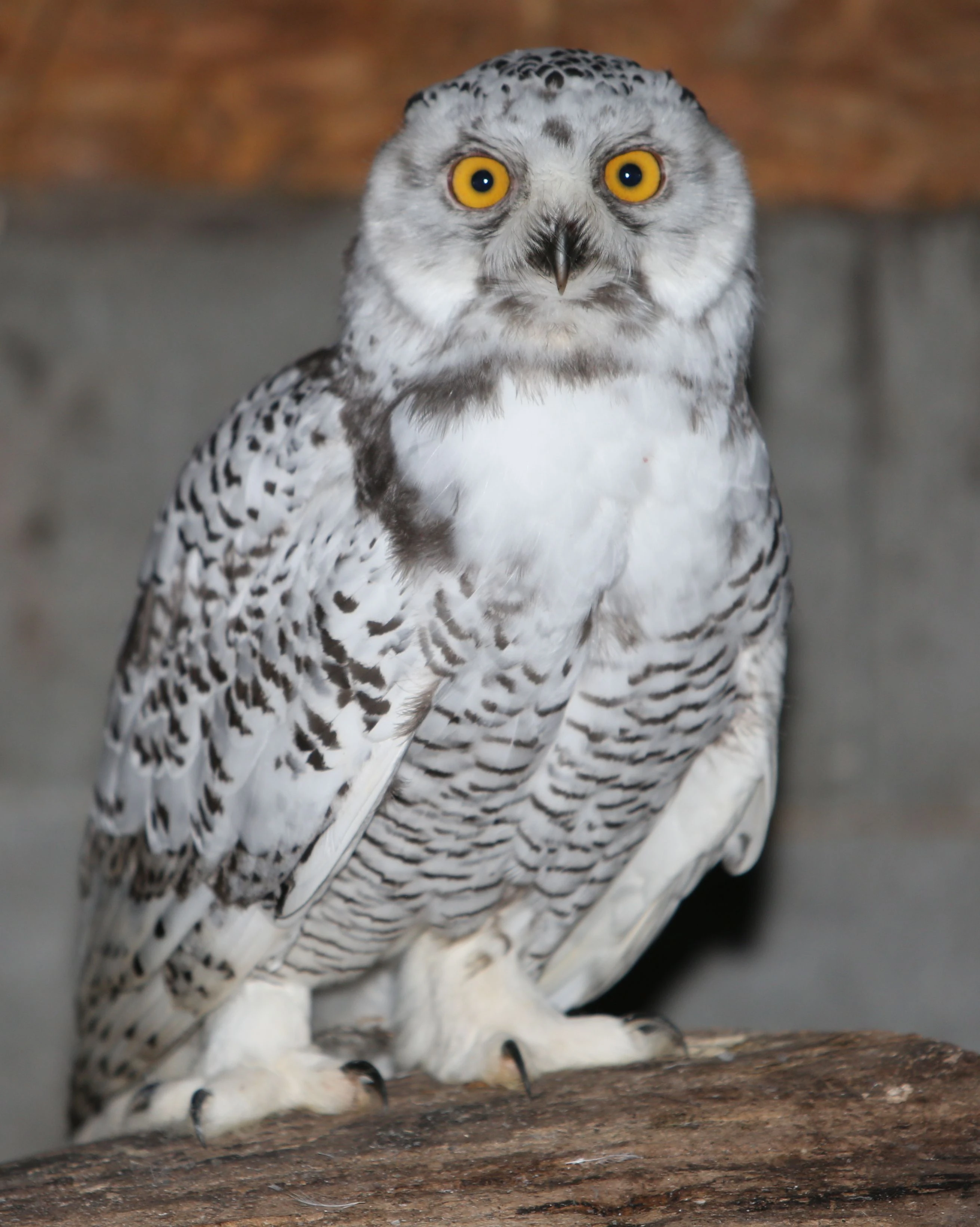 Prodám samce Sovice sněžní