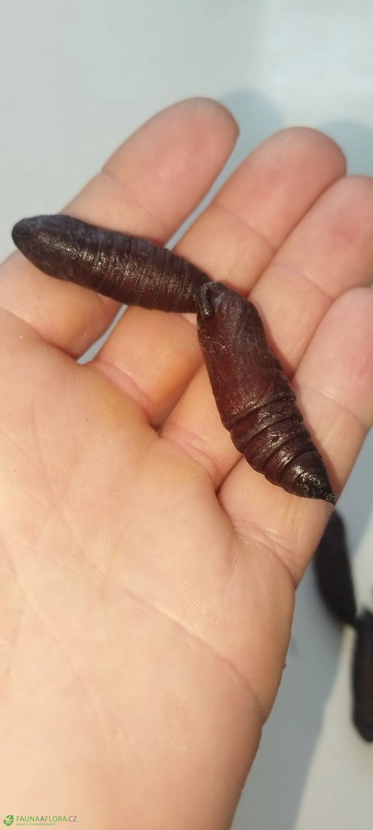 Lišaj šeříkový kukly