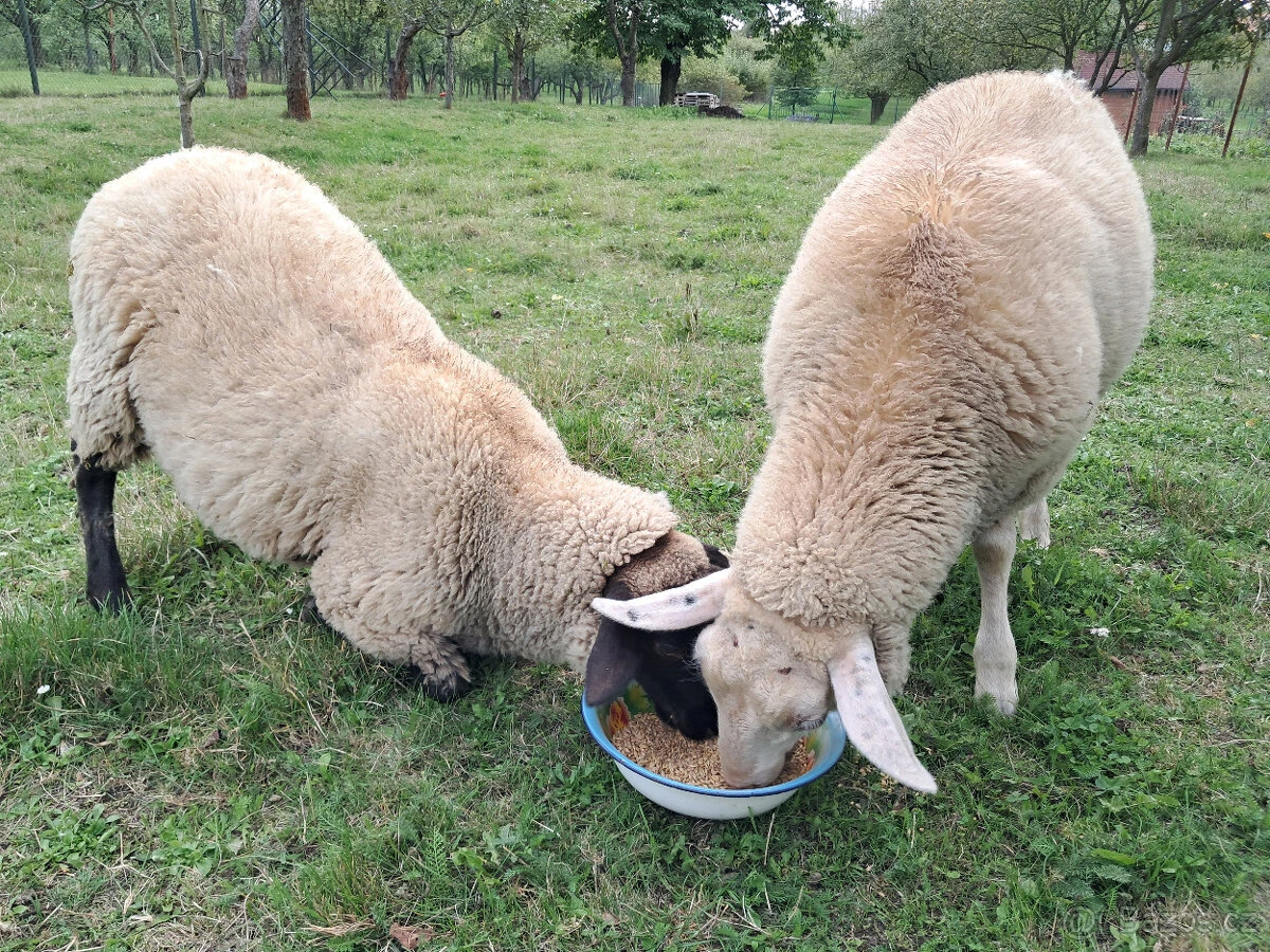 Prodám berana a ovci
