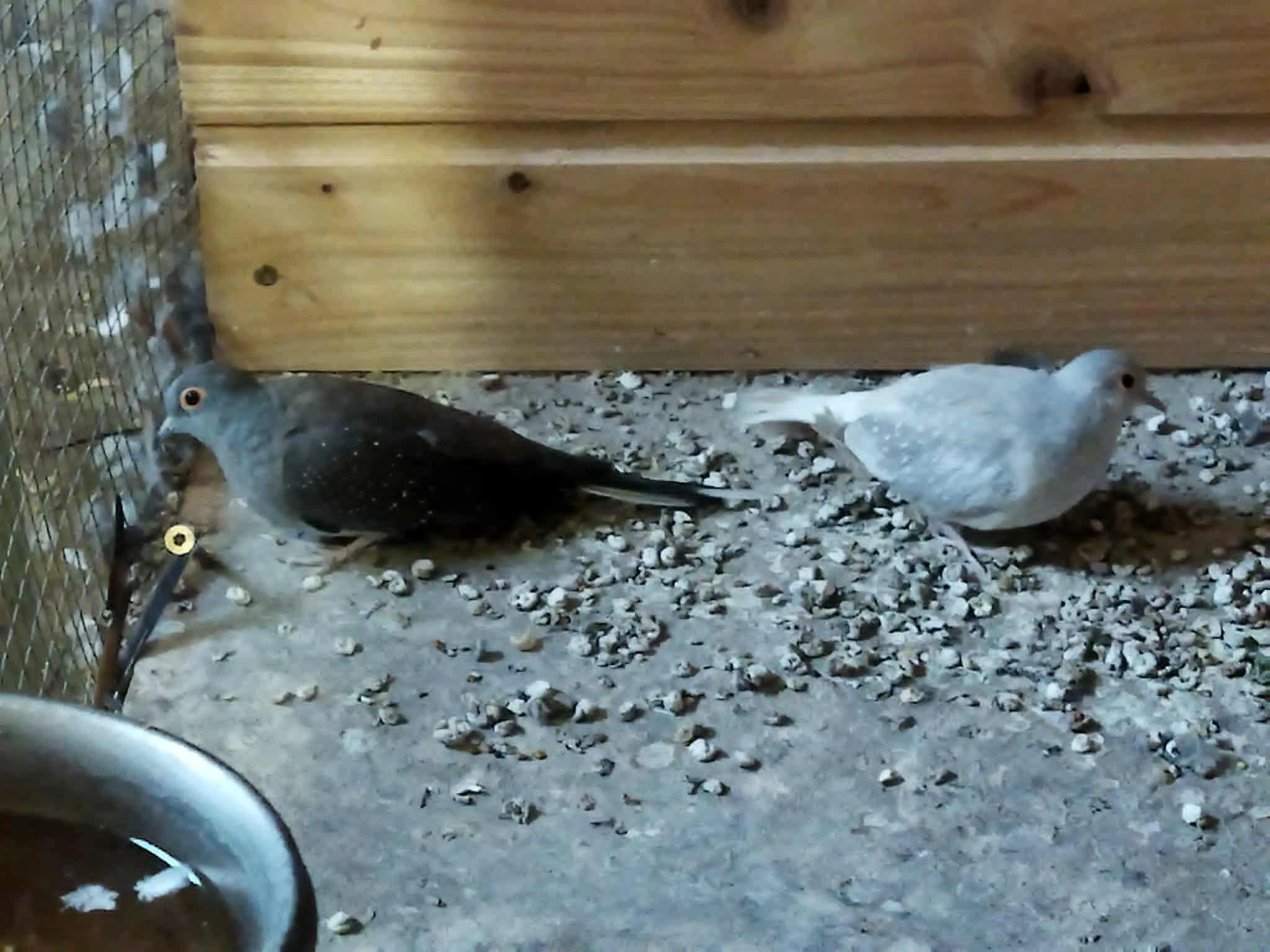 Holoubek diamantový