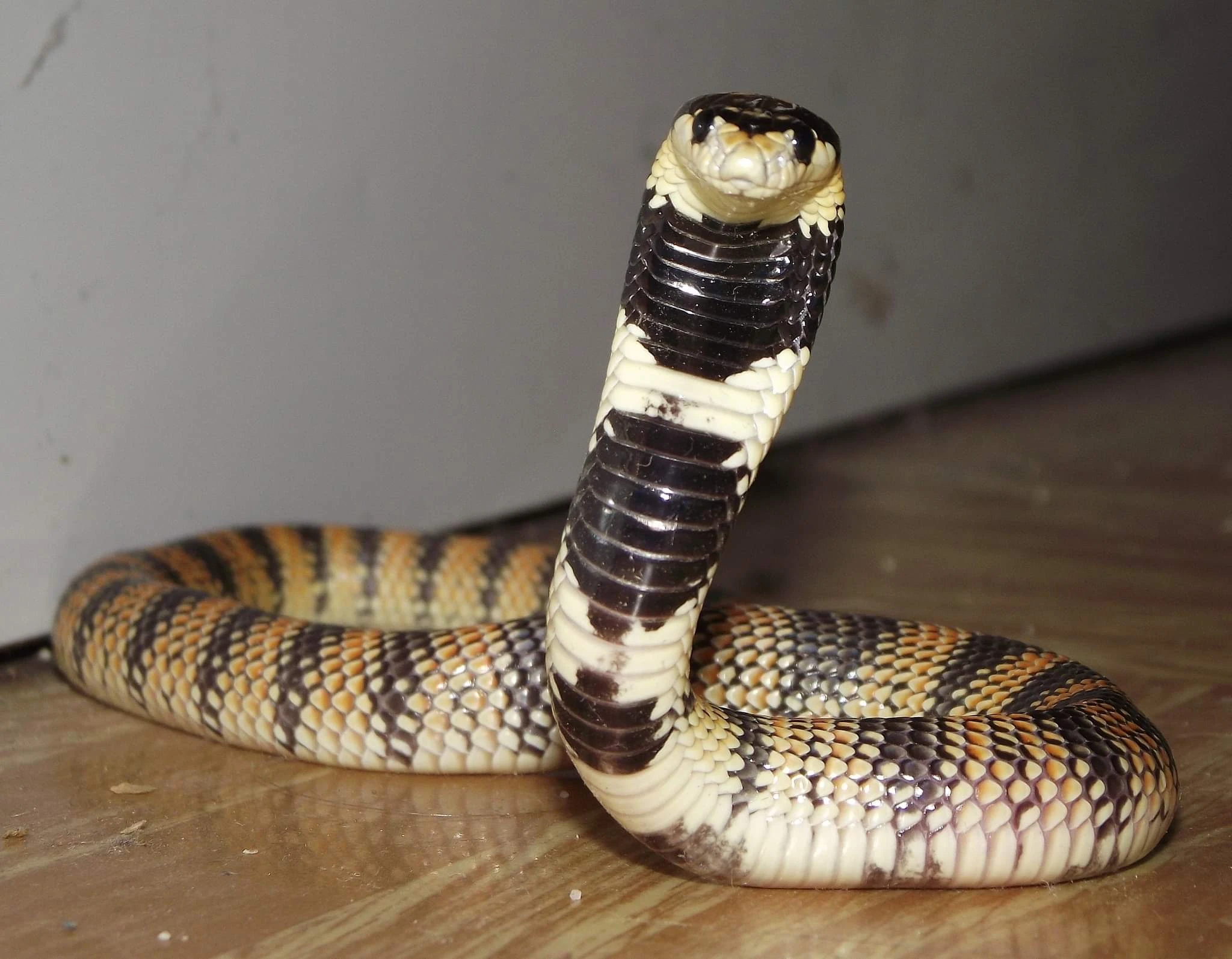 Aspidelaps lubricus cowlesi