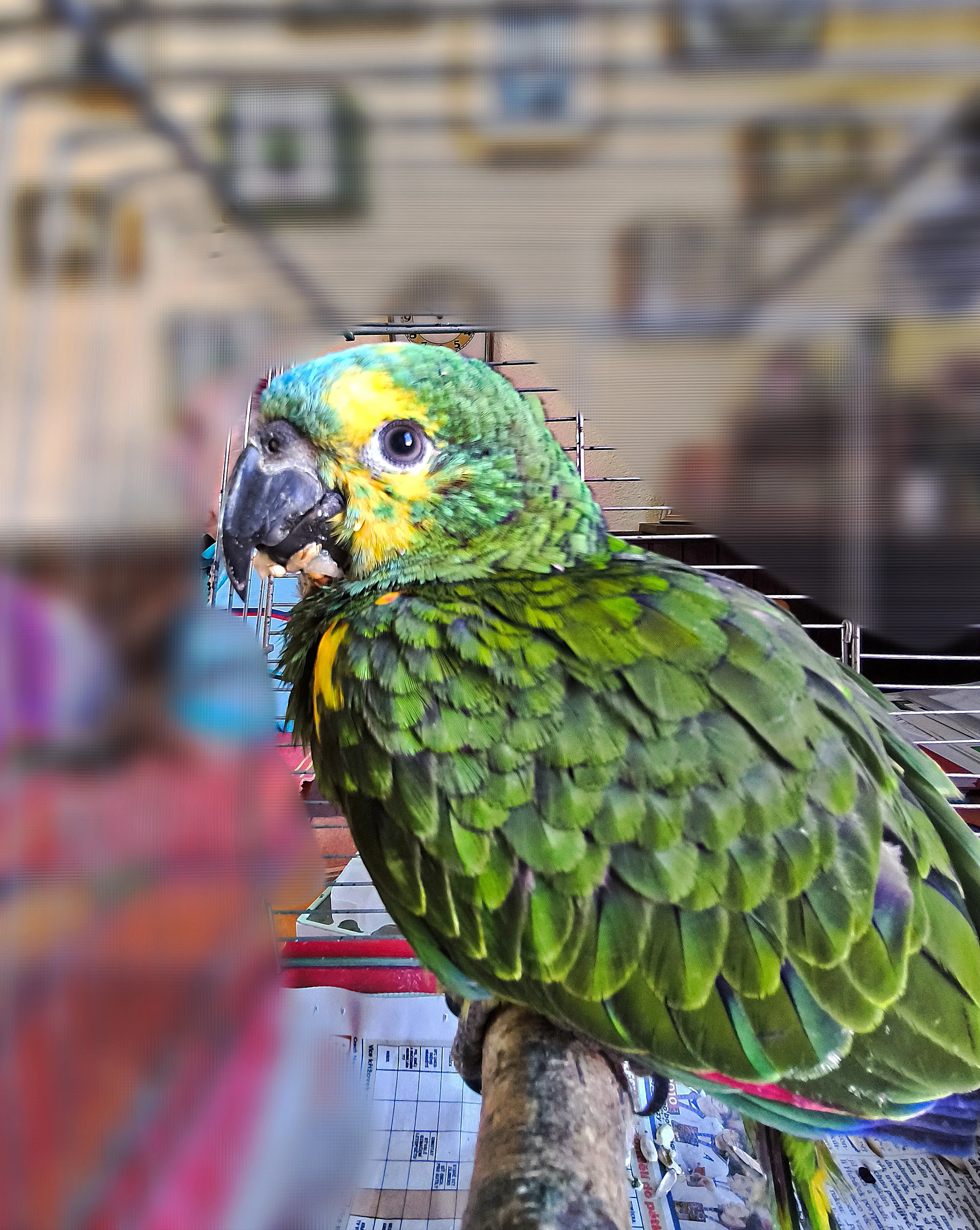 Amazoňan modročelý