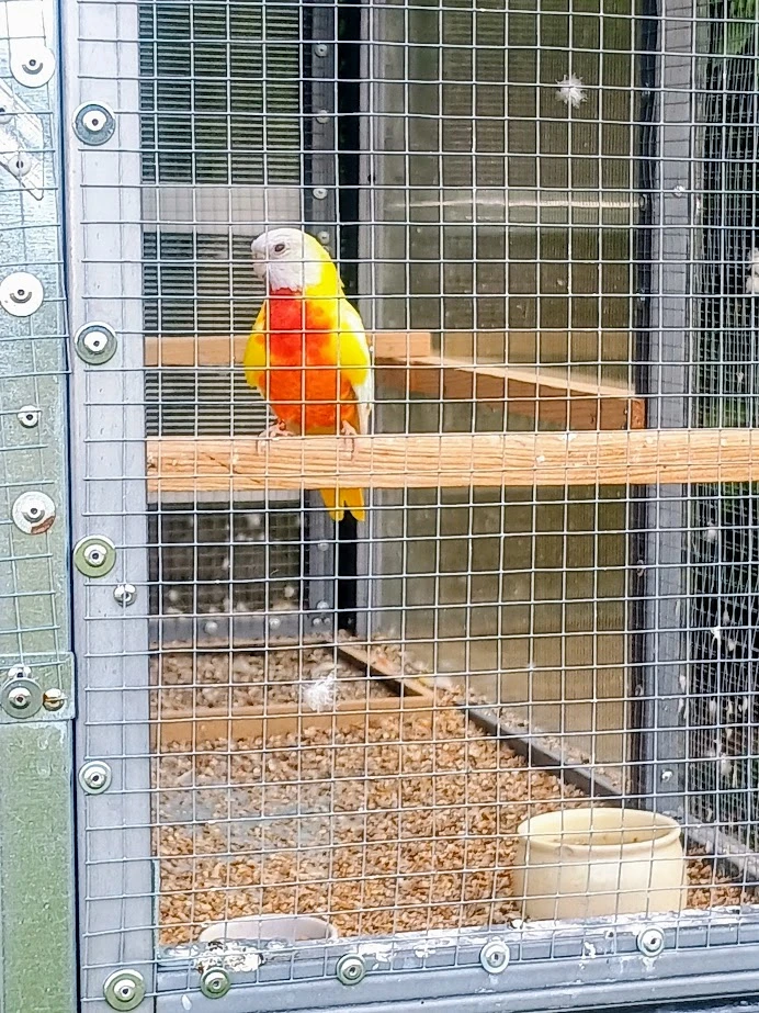 Mutace neofémy modrohlavé