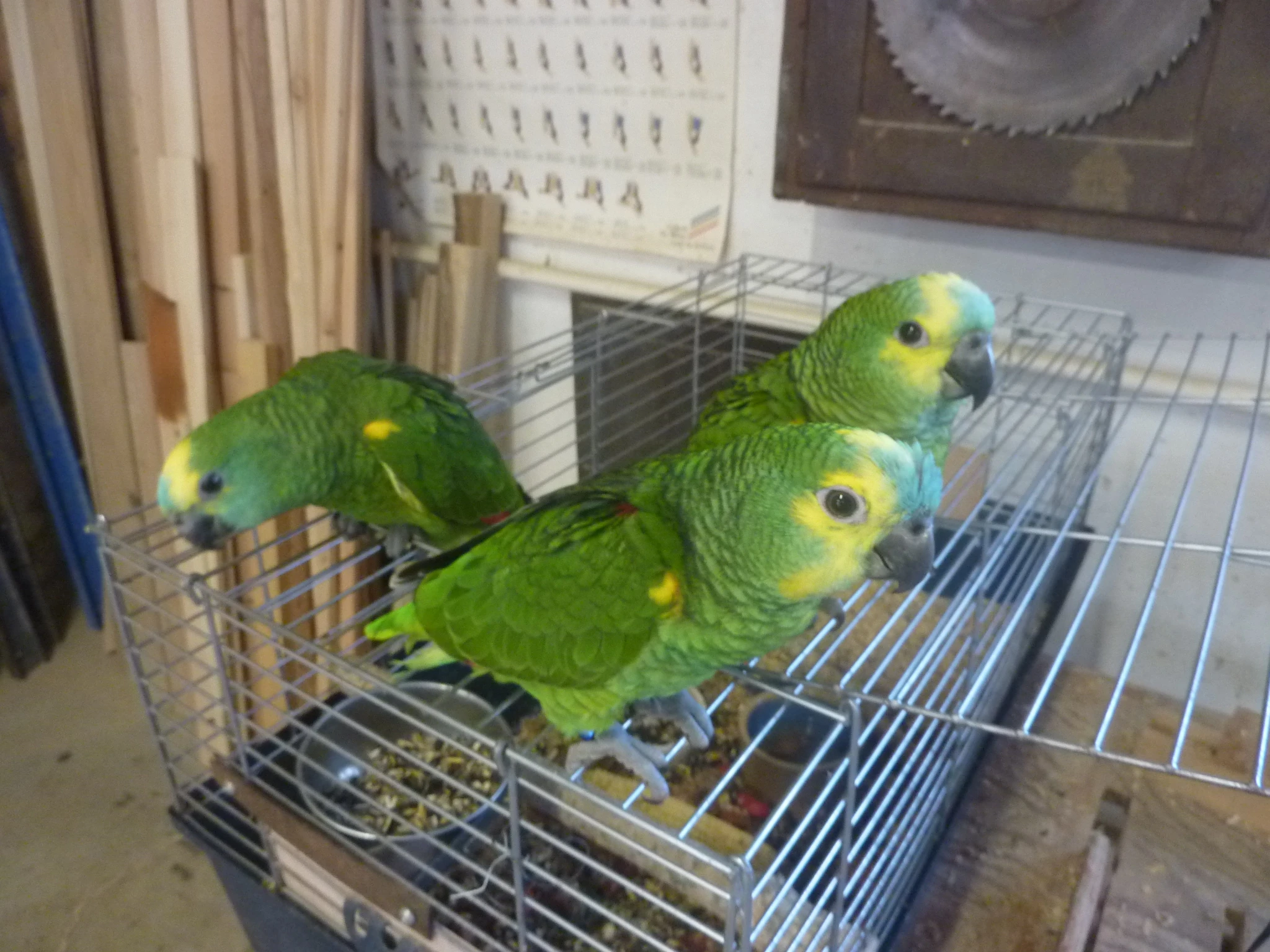 Prodám am. modročelý