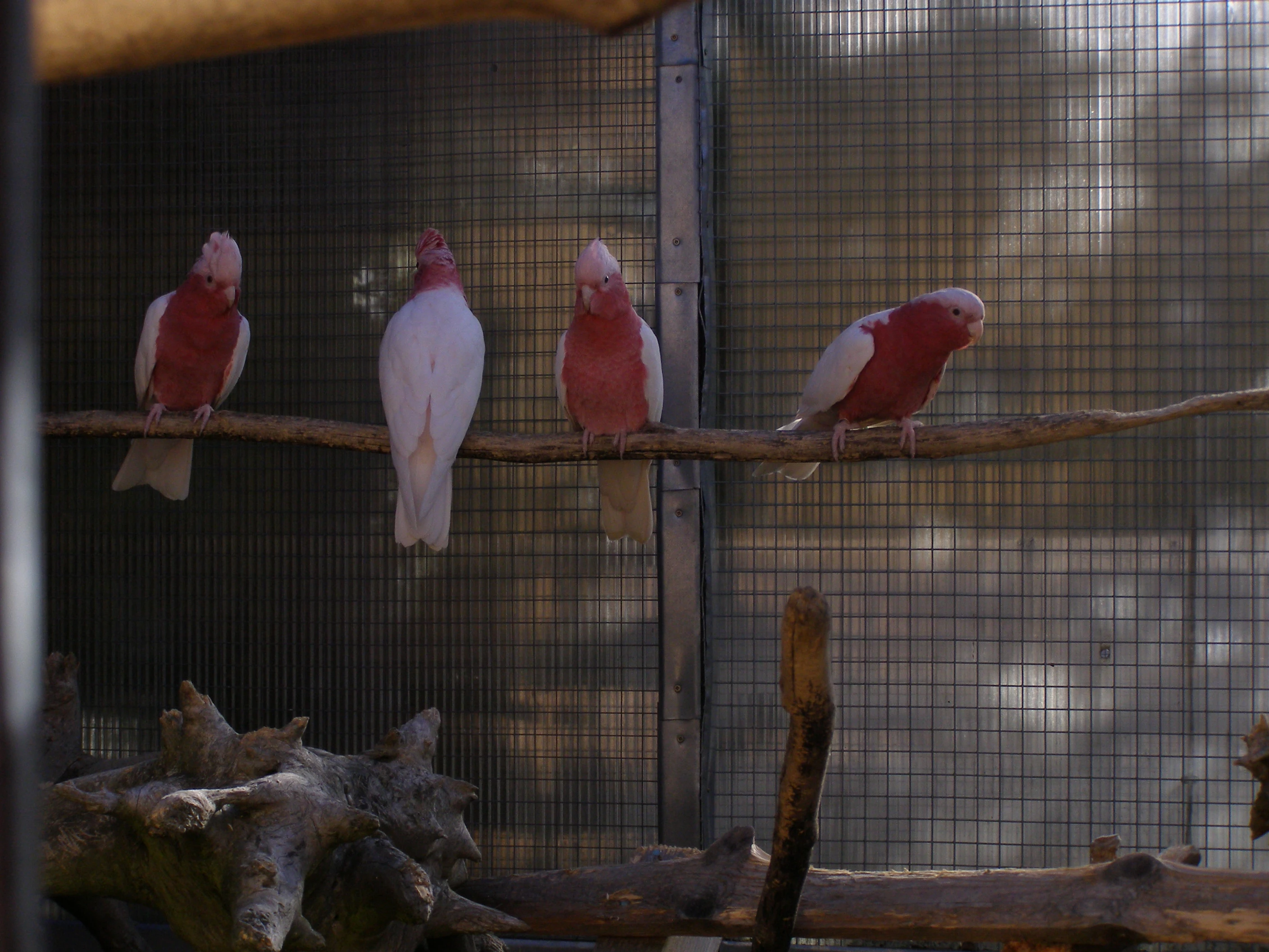 Kakadu růžový lutino