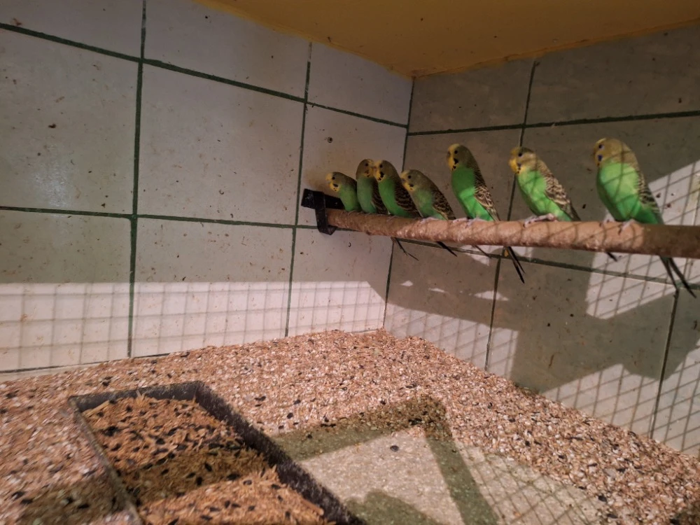 Andulka vlnkovaná australská