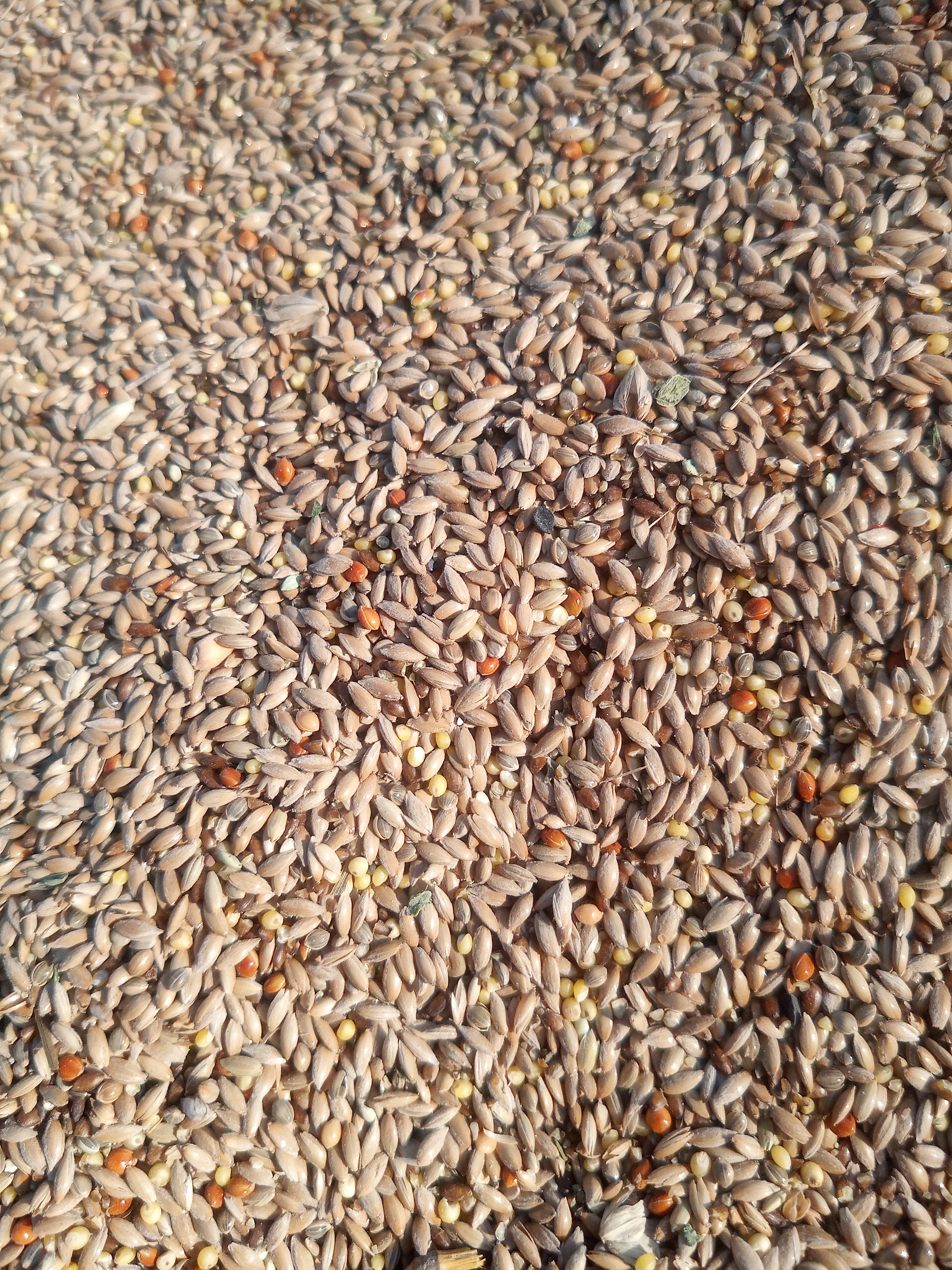 Proso žluté , Oves nahý , Lesknice