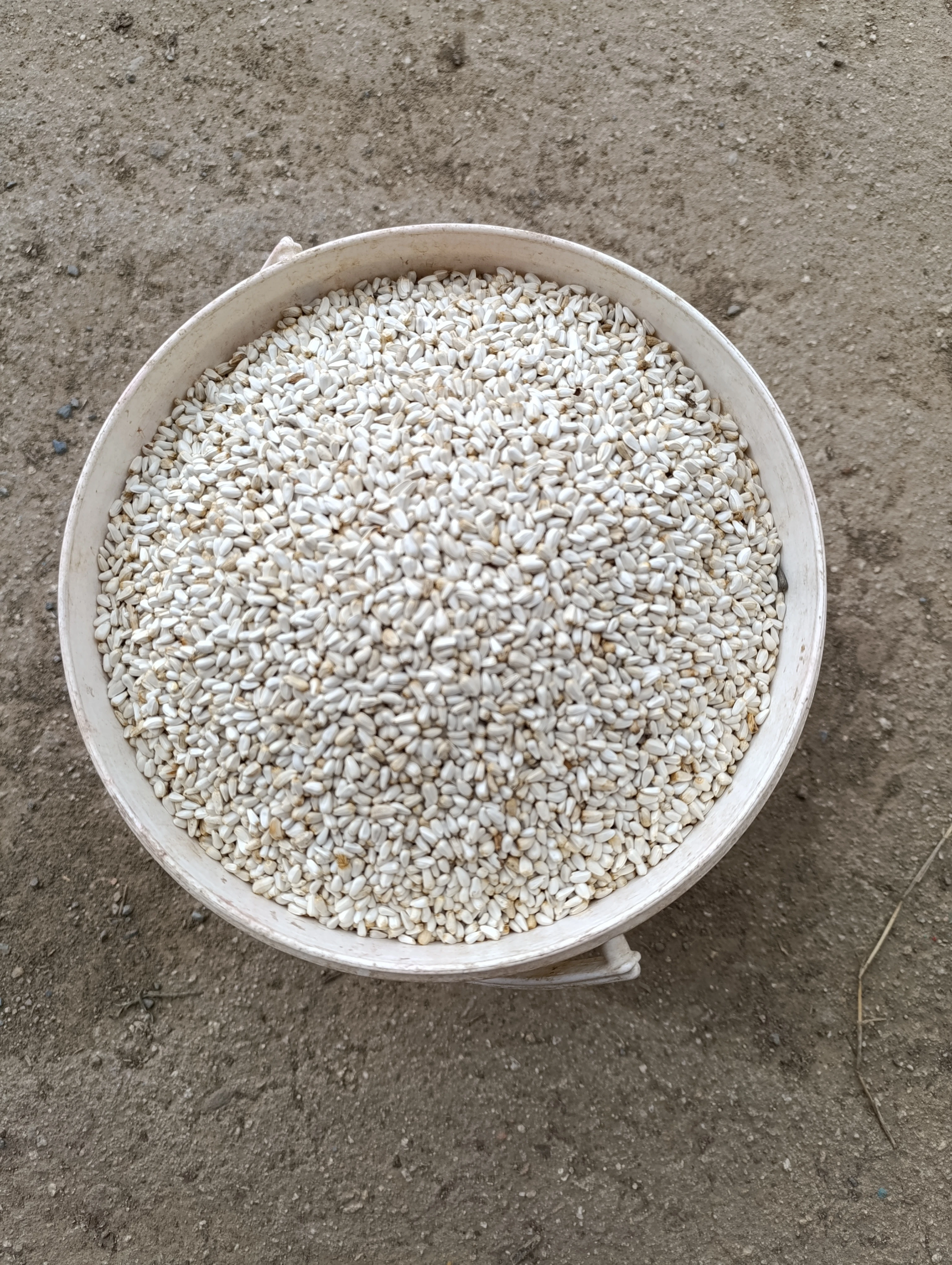 Slunečnice- Pšenice