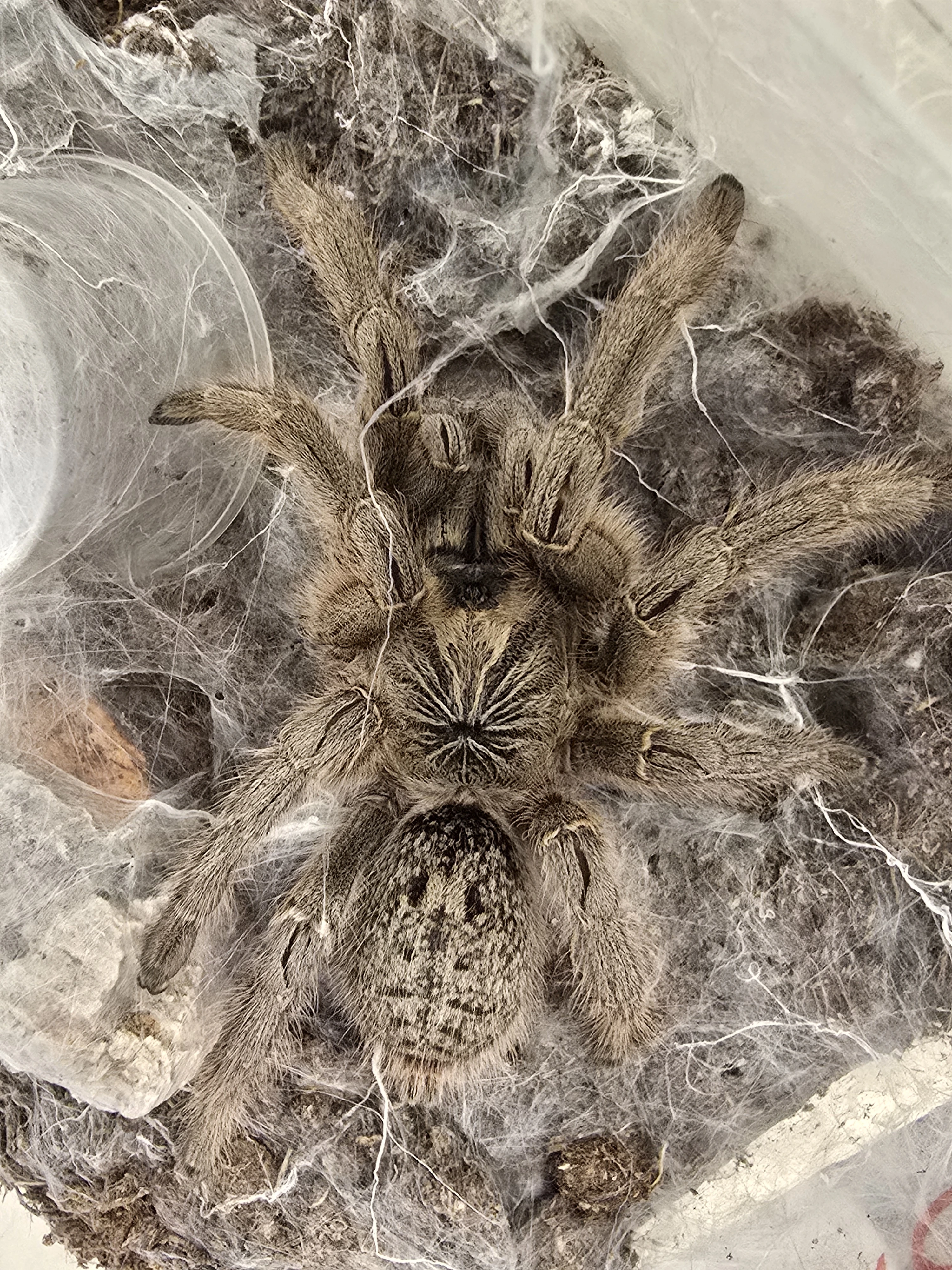 Ruším chov sklipkanu