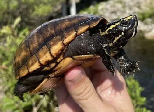 Kinosternon baurii, Klopavka floridská