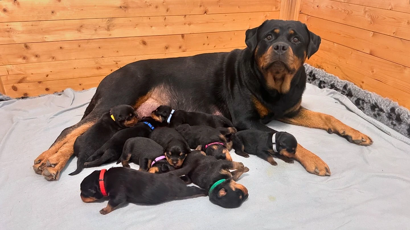Štěňata rotvajler s PP - Rottweiler štěně