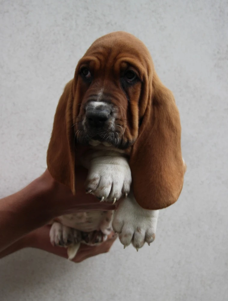 Basset Hound