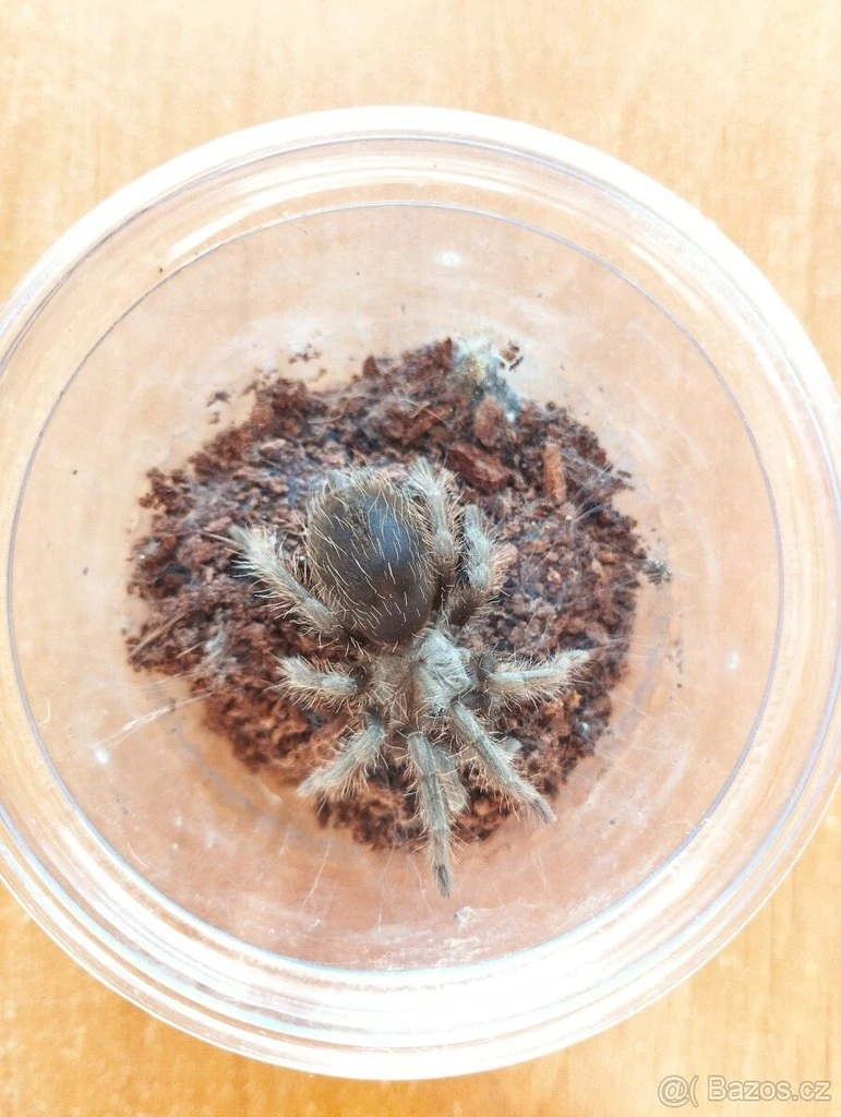 Tliltocatl (Brachypelma) albopilosum