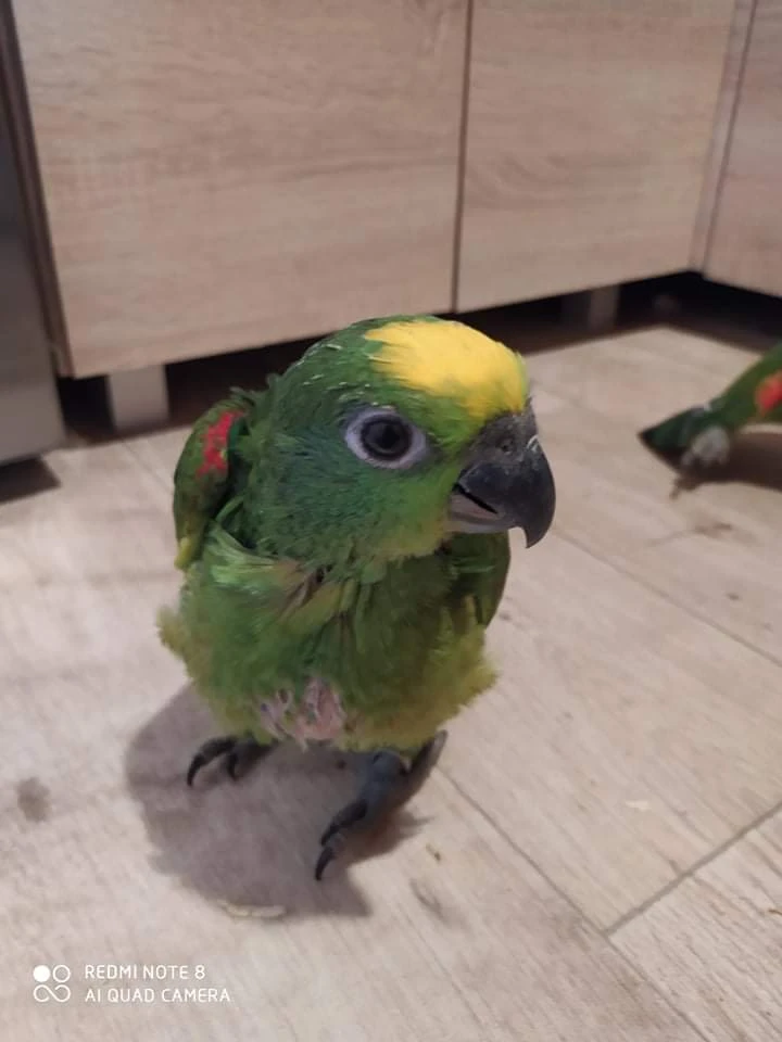 Amazoňa