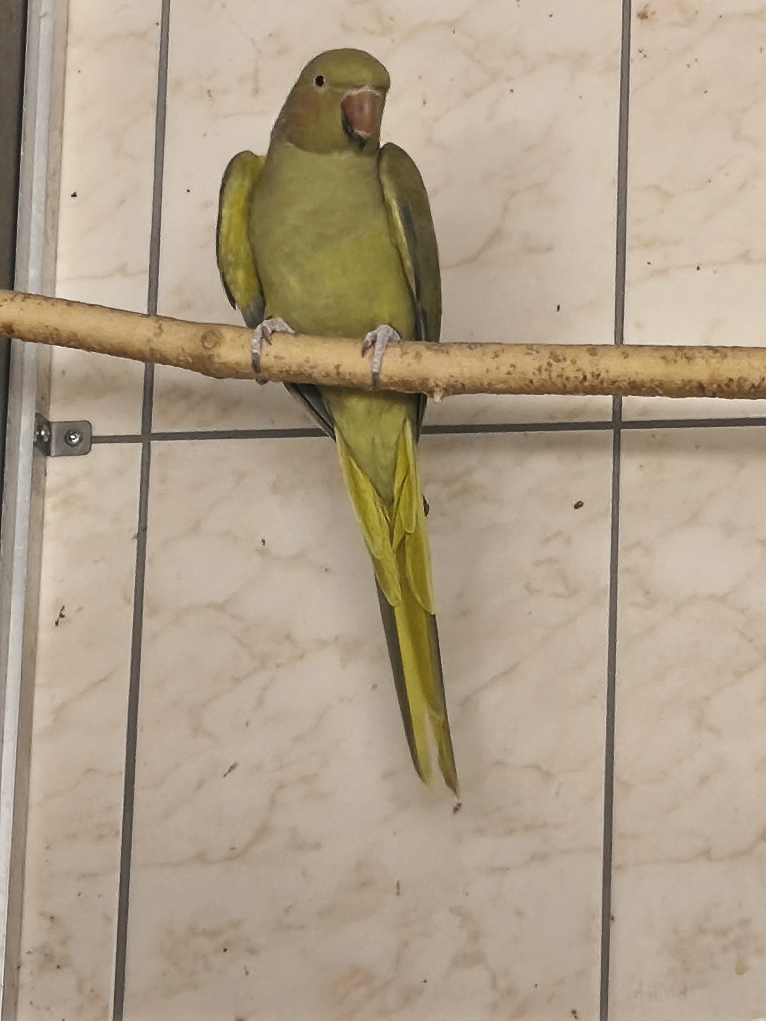 0,1 alexandr malý oliva.