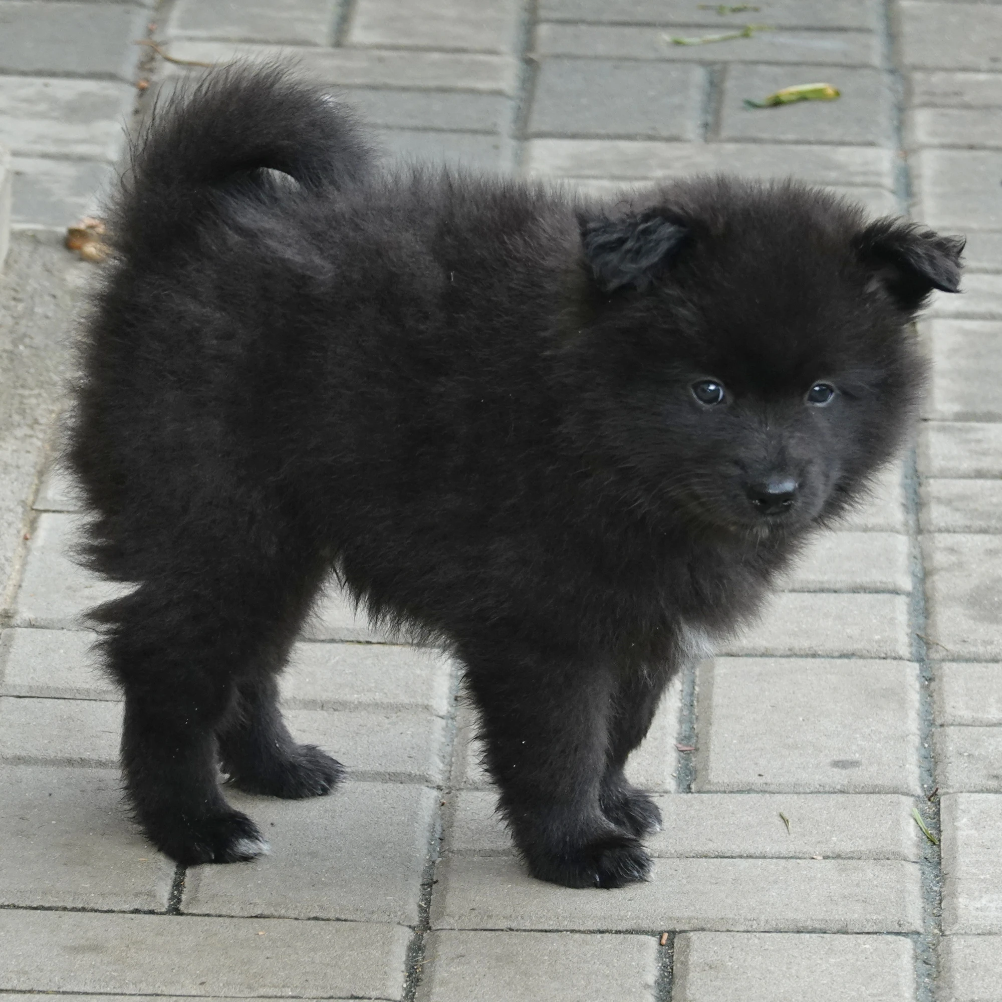 Německý špic velký