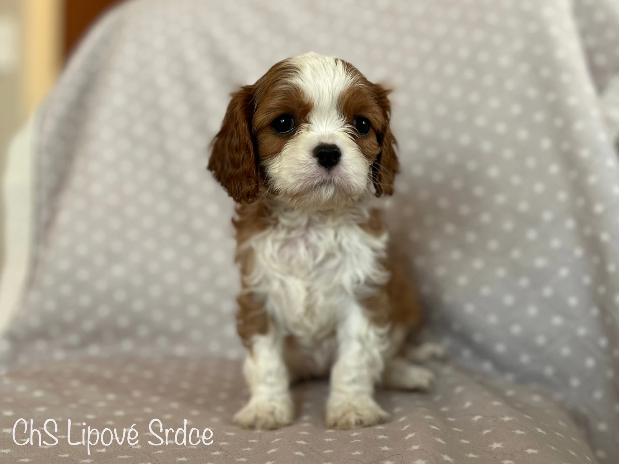 Štěňátka plemene Kavalír King Charles Španěl s PP, Praha