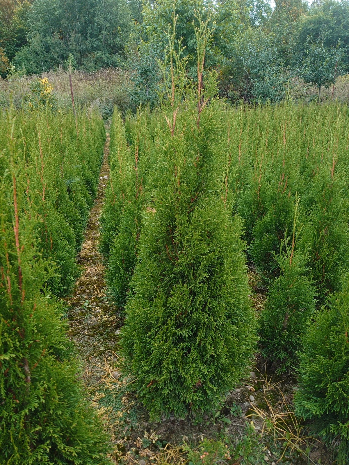 Thuje smaragd na živý plot