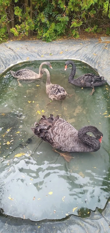 Labuť černá 1.0./2025