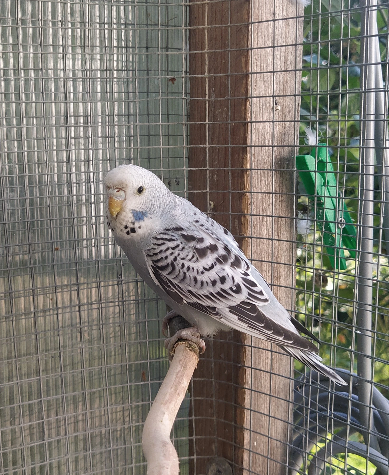 Prodám samičku andulky