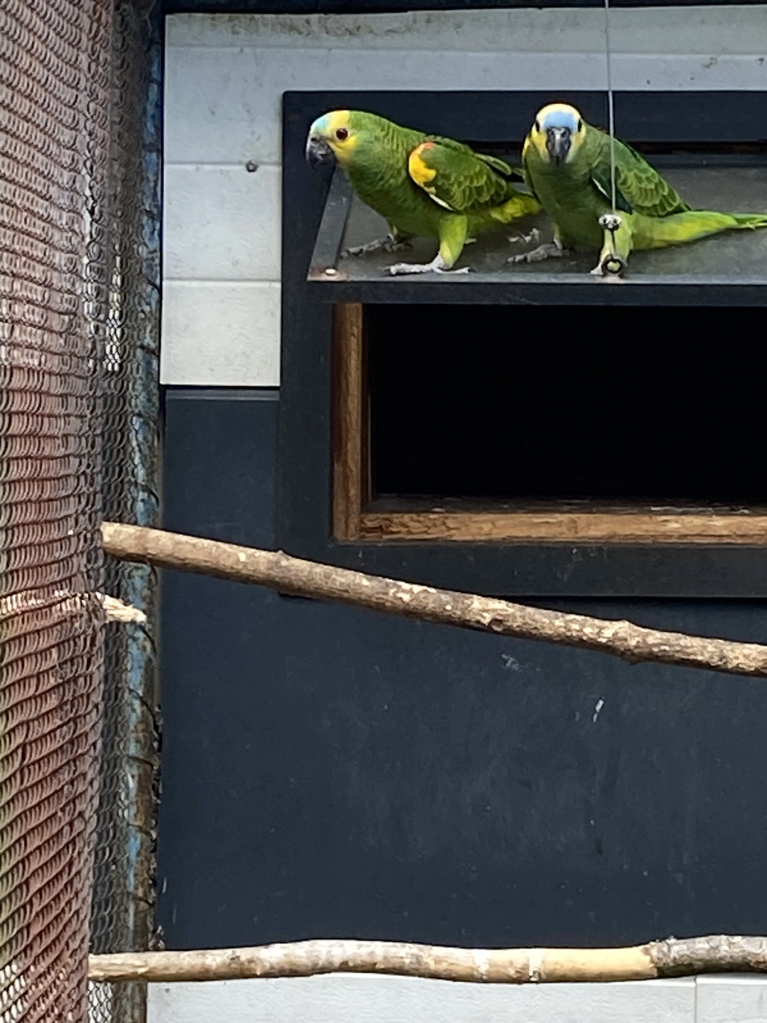 Prodám letošní samičku amazoňana modročelého