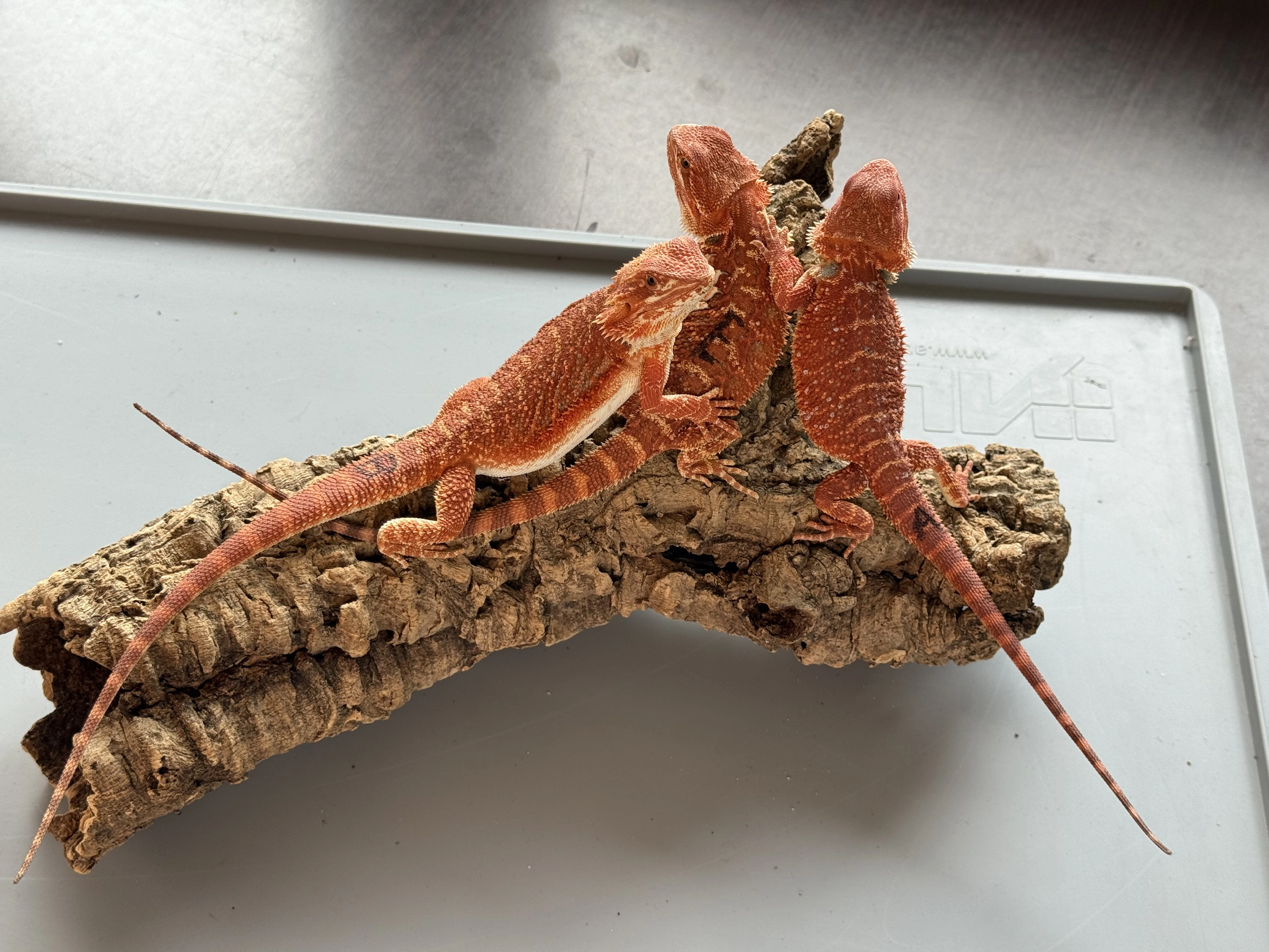 Agama vousatá RED, Orange