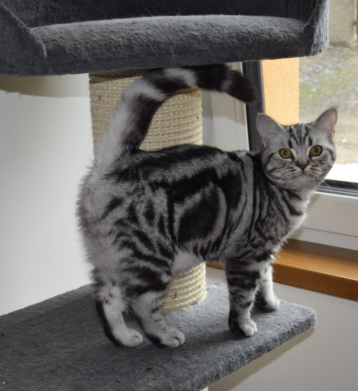 Britské kotě s PP možno dovézt 24.10 do Prahy