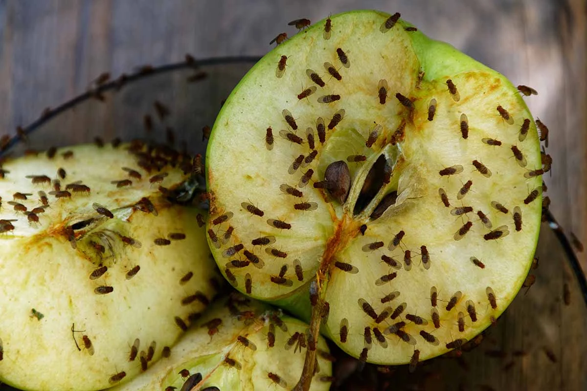 Nelétavé octomilky